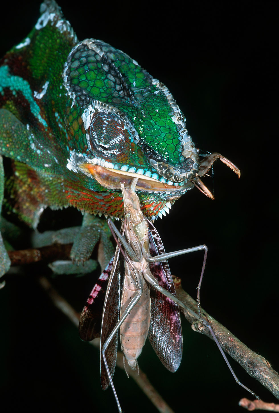Miniaturbild: BT Cameleon Nr. AB006733
