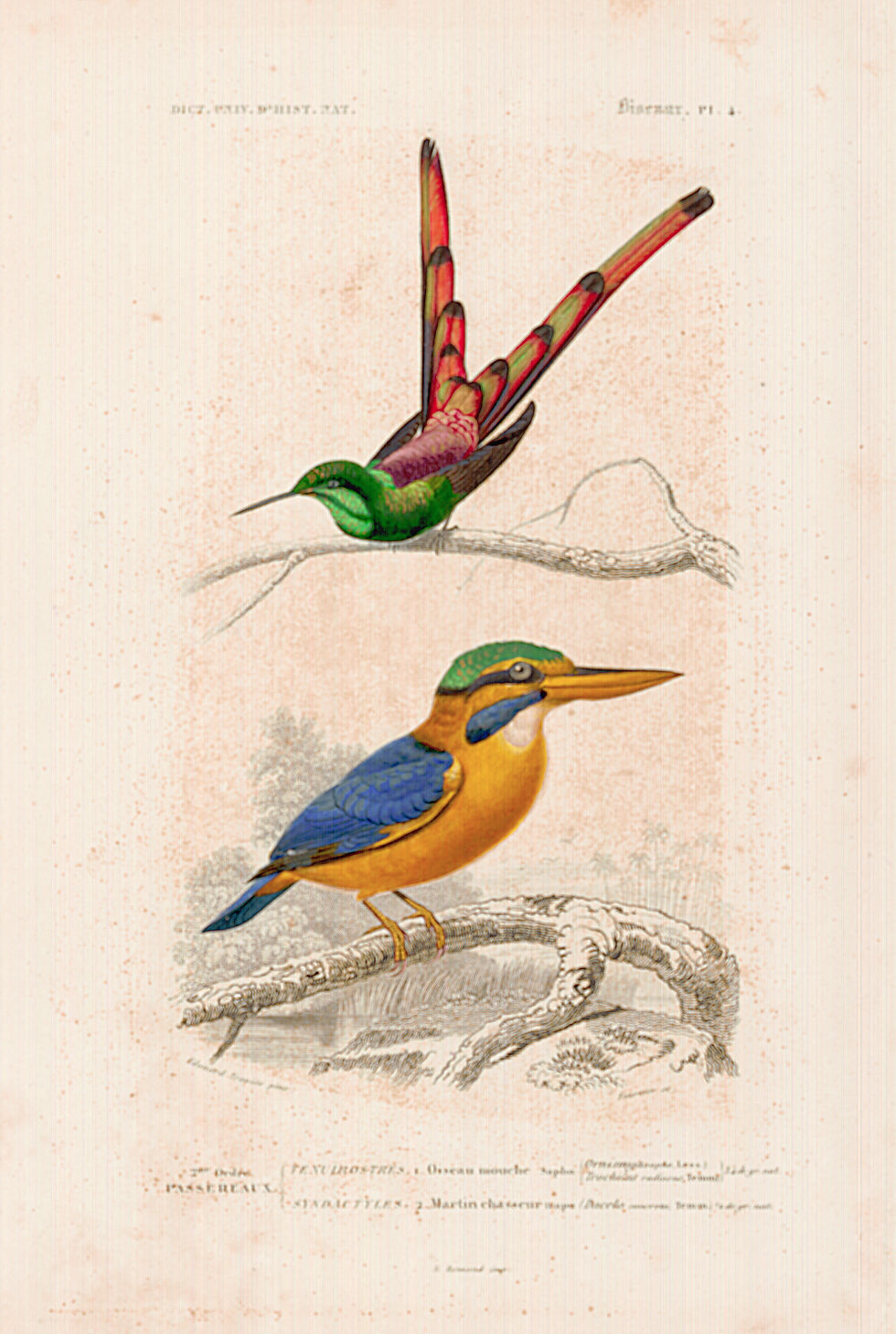 Animals-Zeichnungen #13 by © Corbis/Michael Maslan