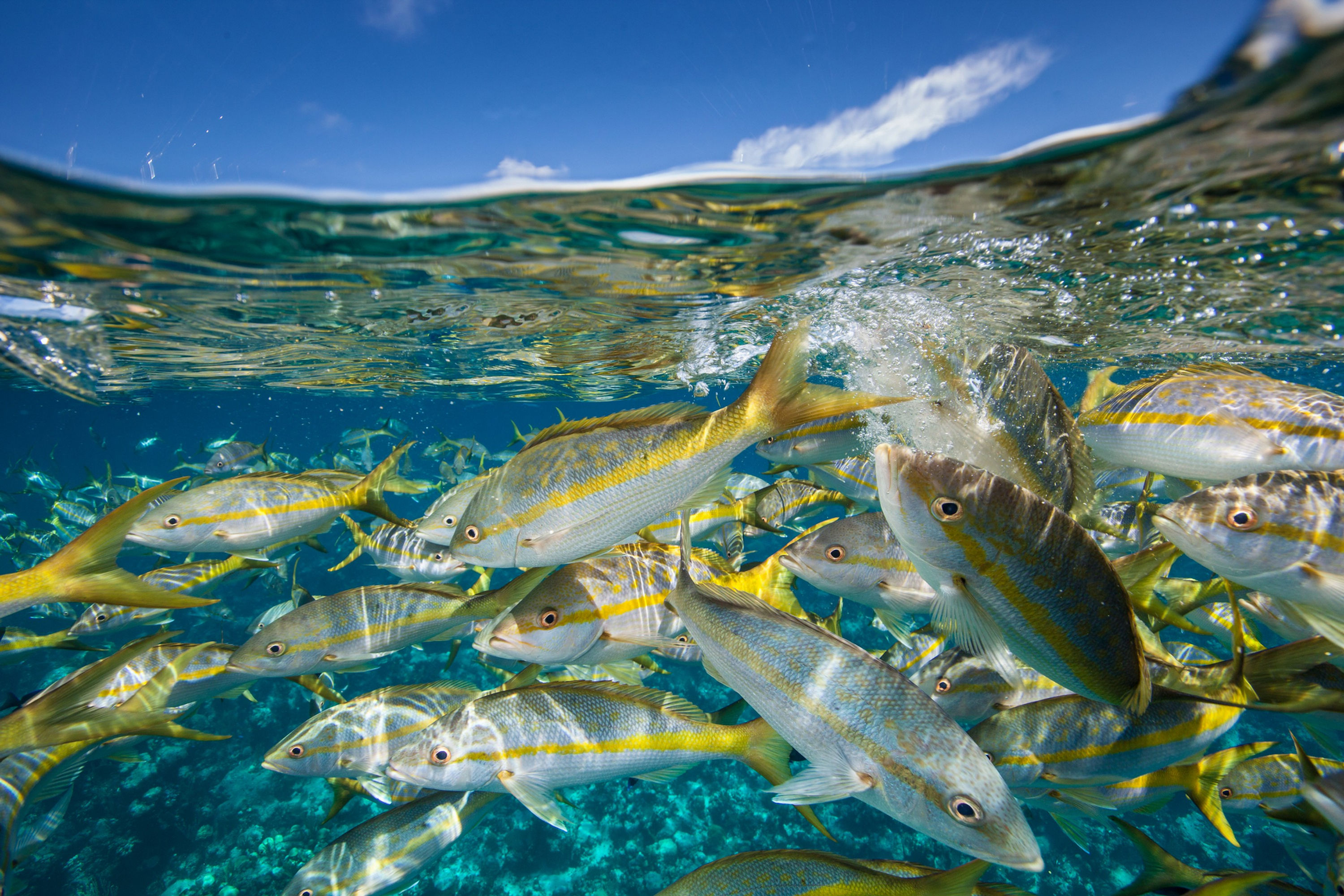 BT Fischschwarm Nr. 42-56683009