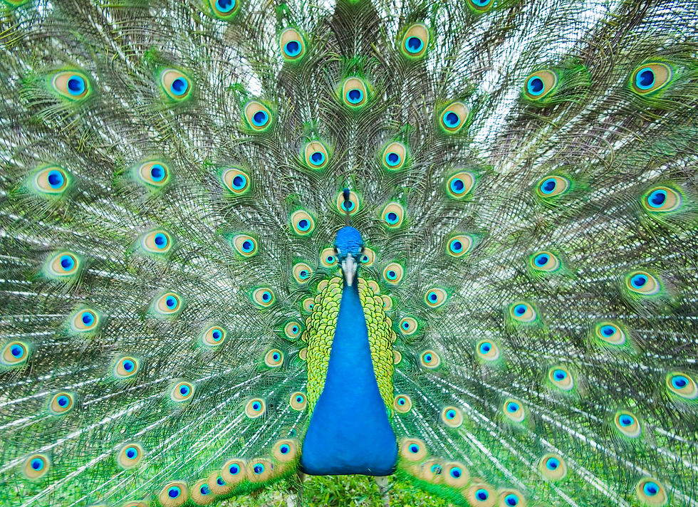 BT Pfau Nr. 42-18279547