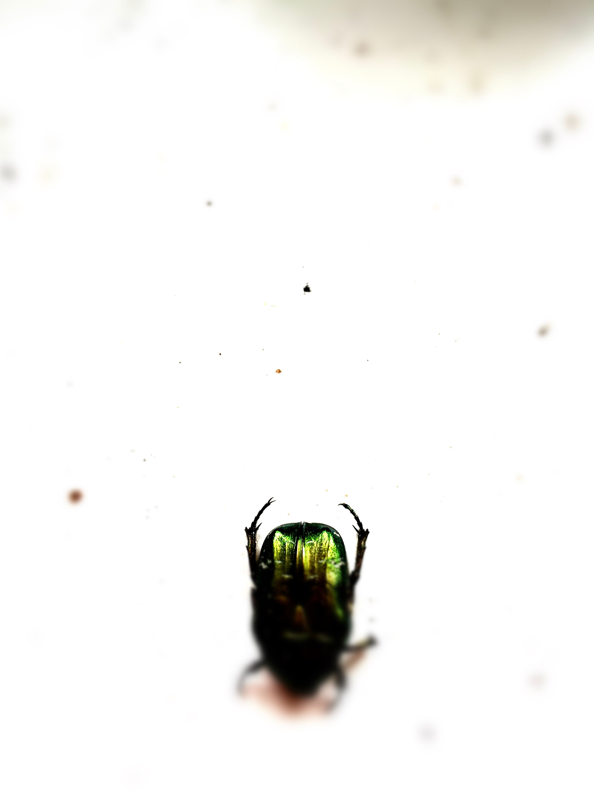 BT Insekt Nr. BT Insekten