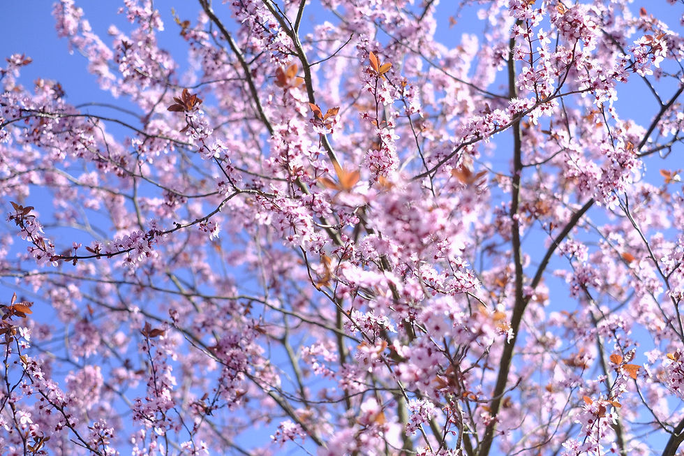 Miniaturbild: BT Sakura Nr.