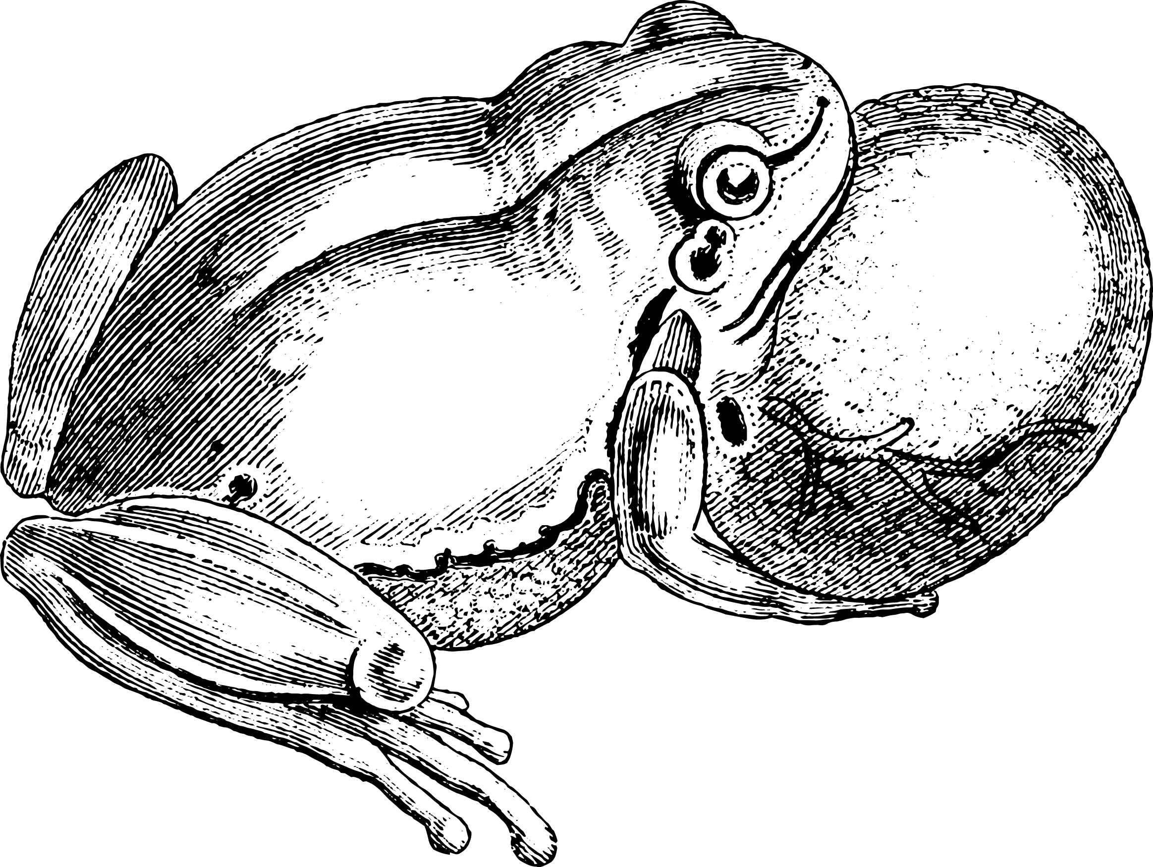 35 Reptile and Amphibian Illustrations No. 13