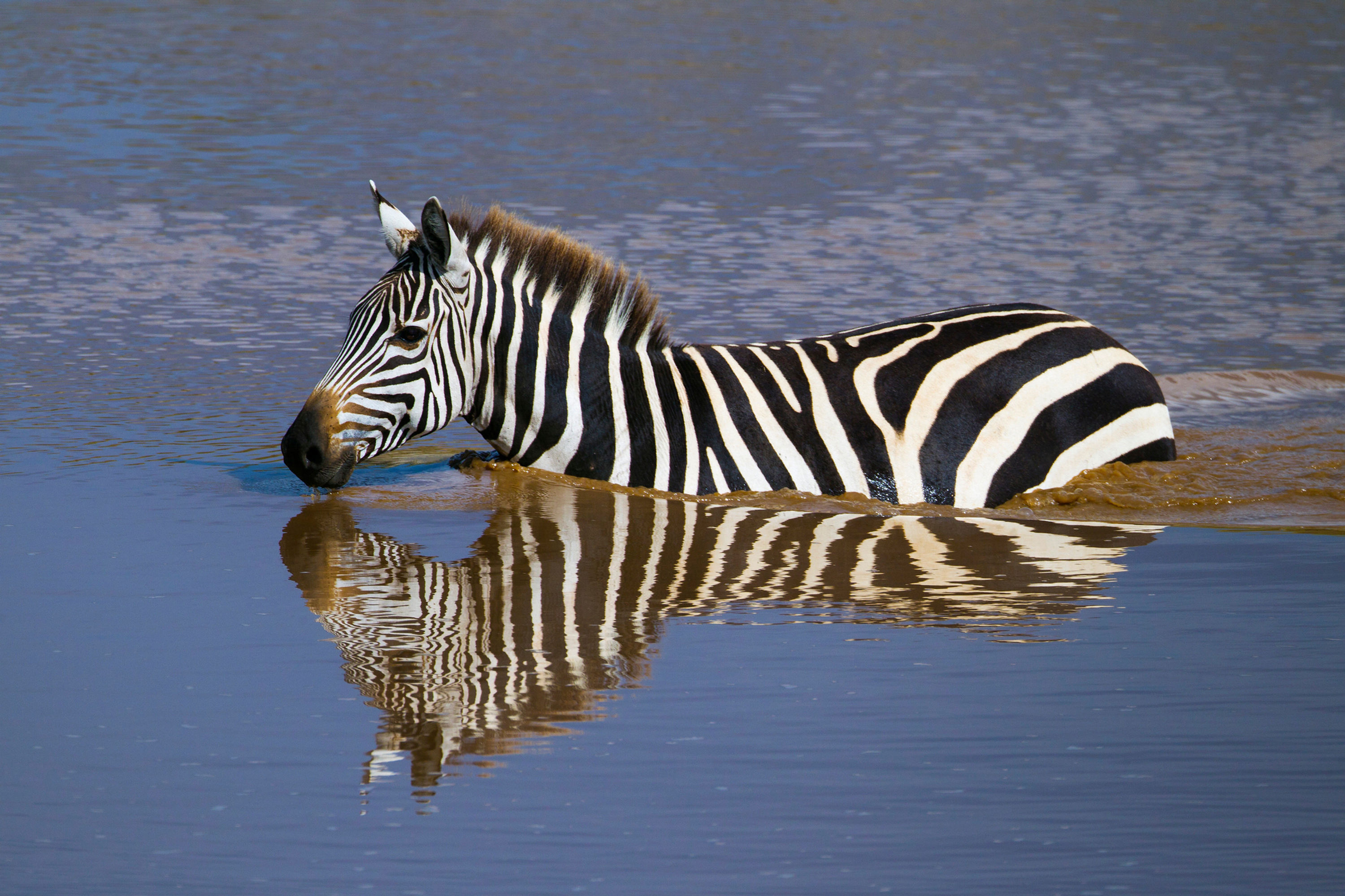 BT Zebra II Nr. Zebra crossing Talek River, Zebra durchschwimmt den Talek River