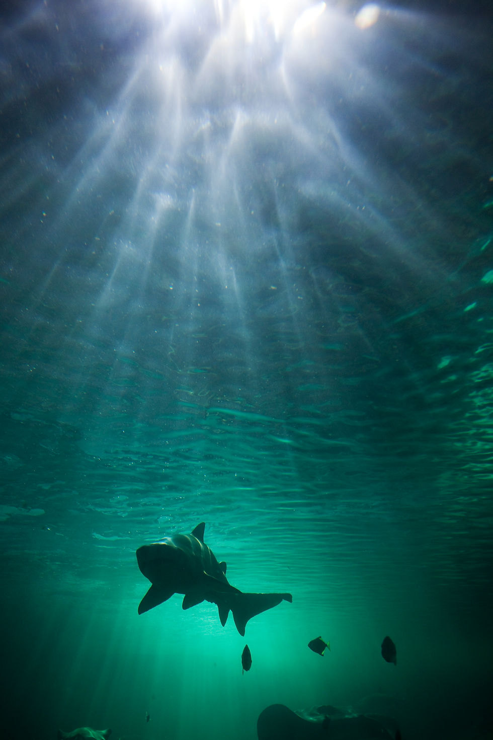 BT Hai Nr. 42-22286279