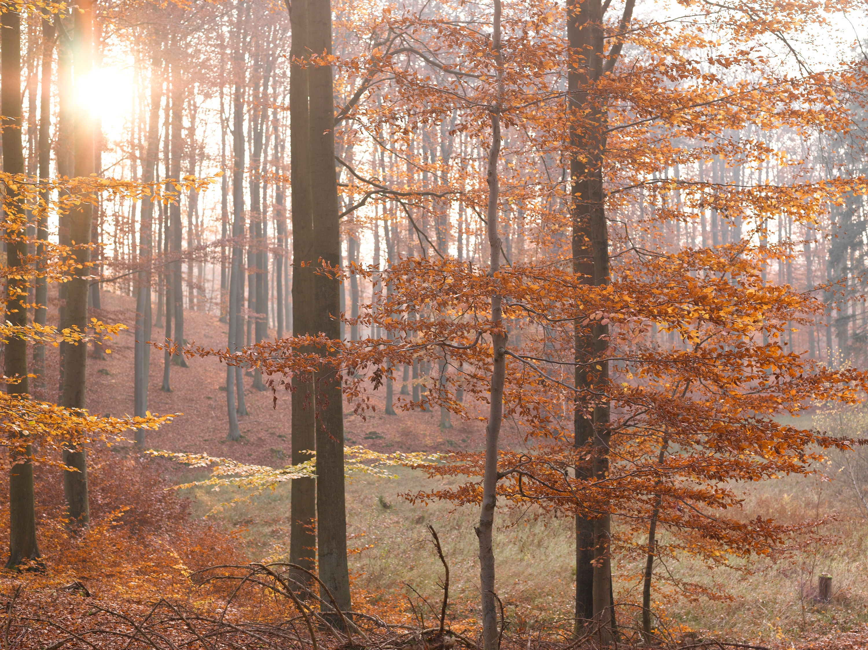 Herbstwald No. 29