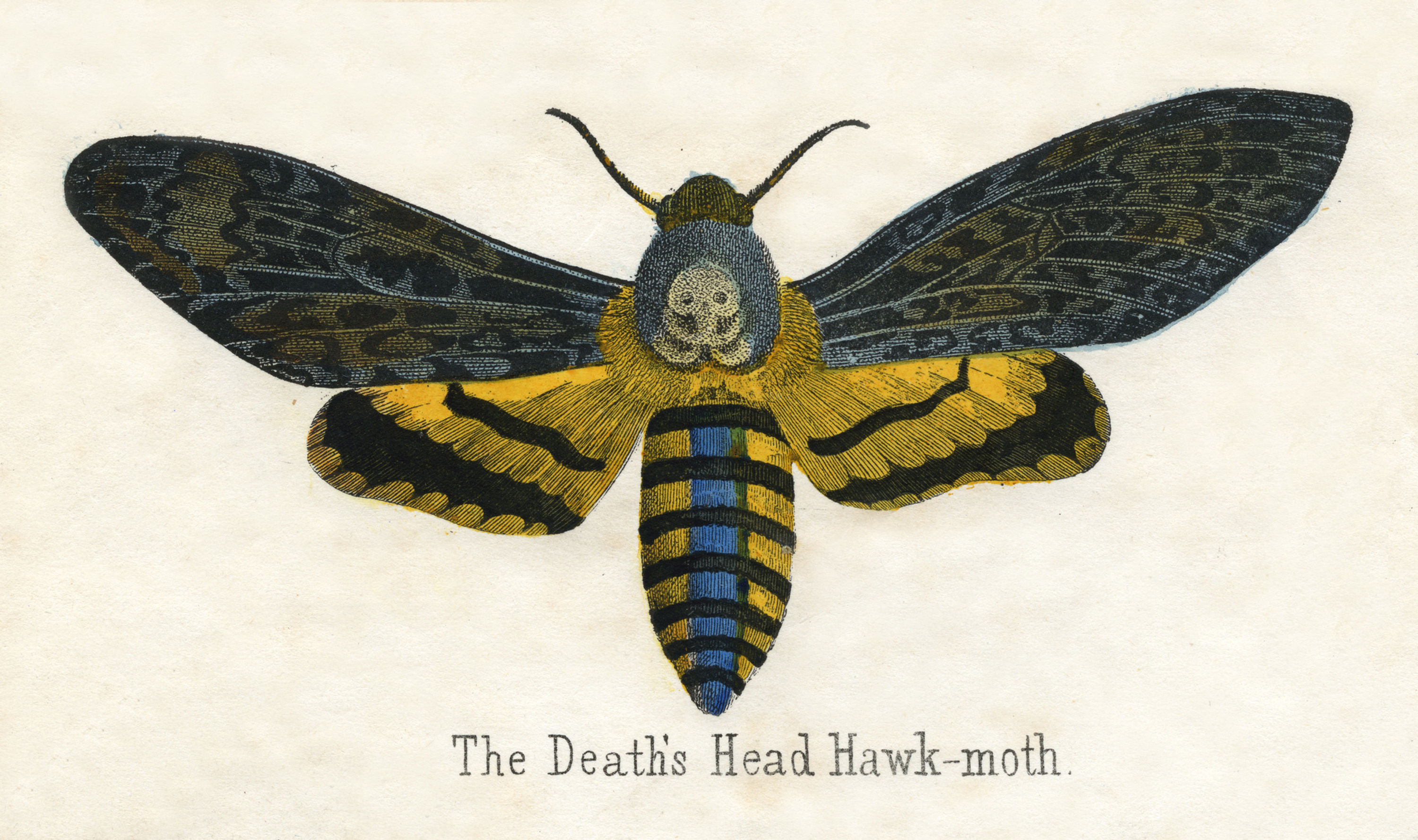 Animals-Zeichnungen #52 by © Corbis/© Corbis. All Rights Reserved.