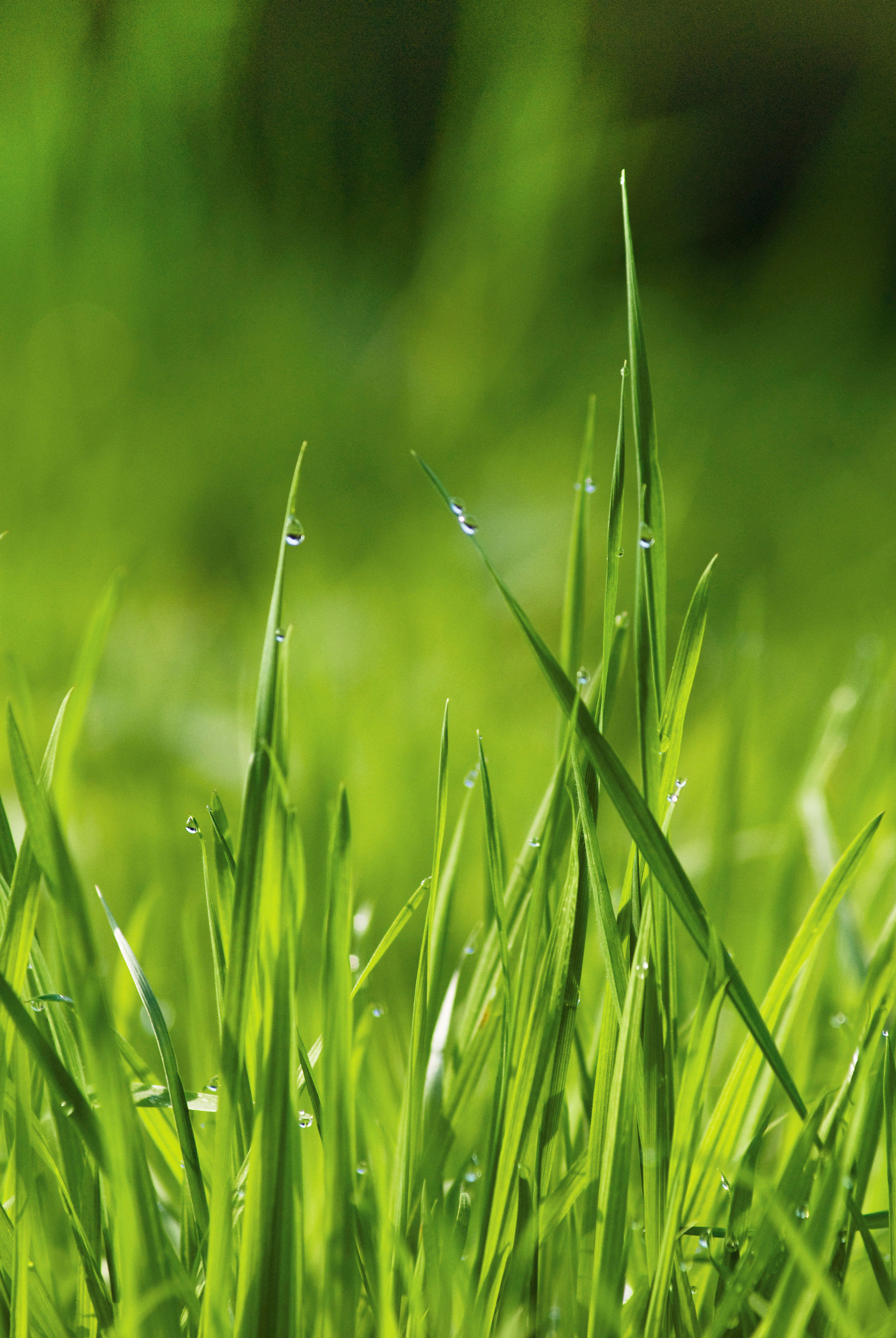 Gras III No. 96