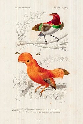 Animals-Zeichnungen #96 by © Corbis/Michael Maslan