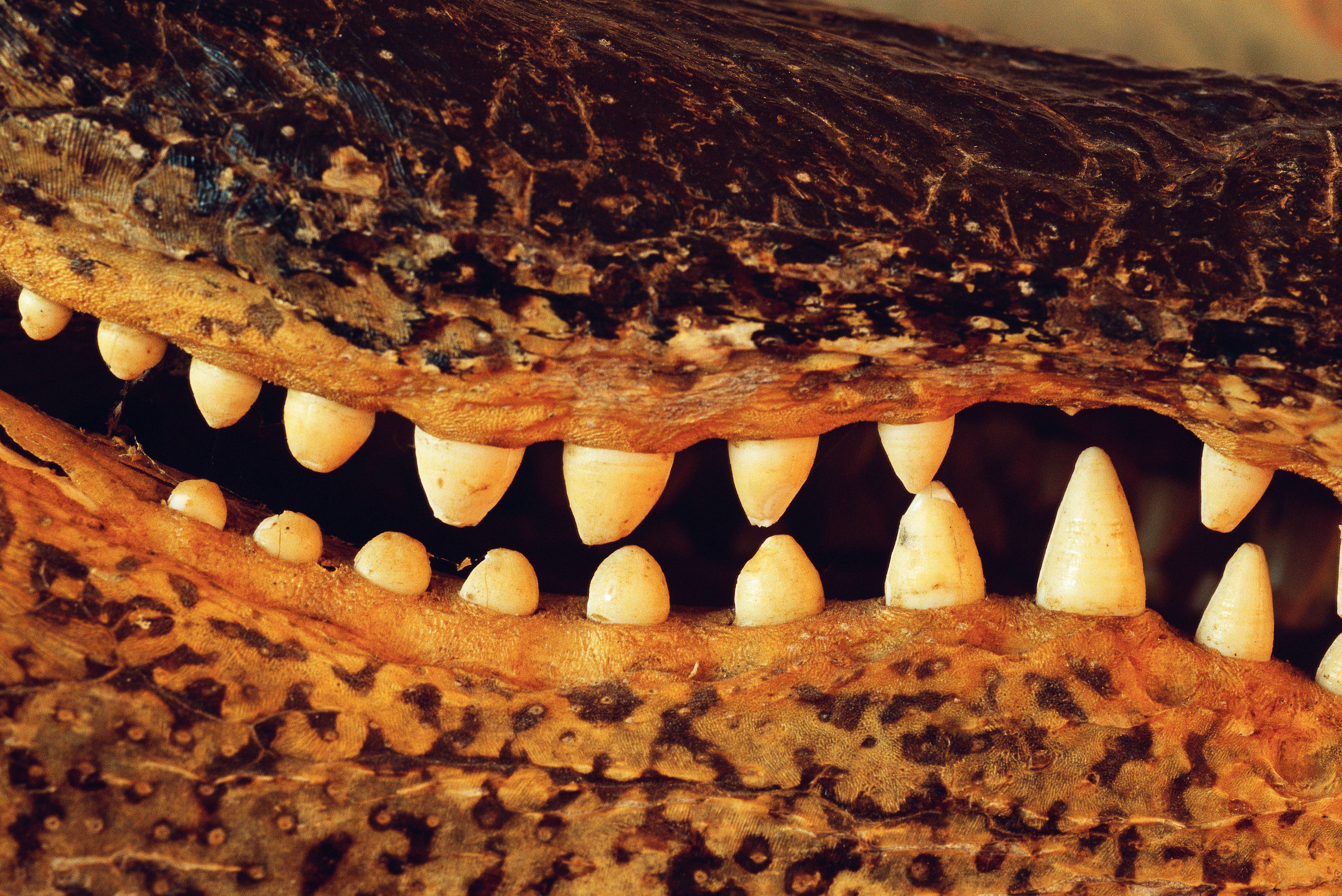 BT Krokodil Nr. AX022913