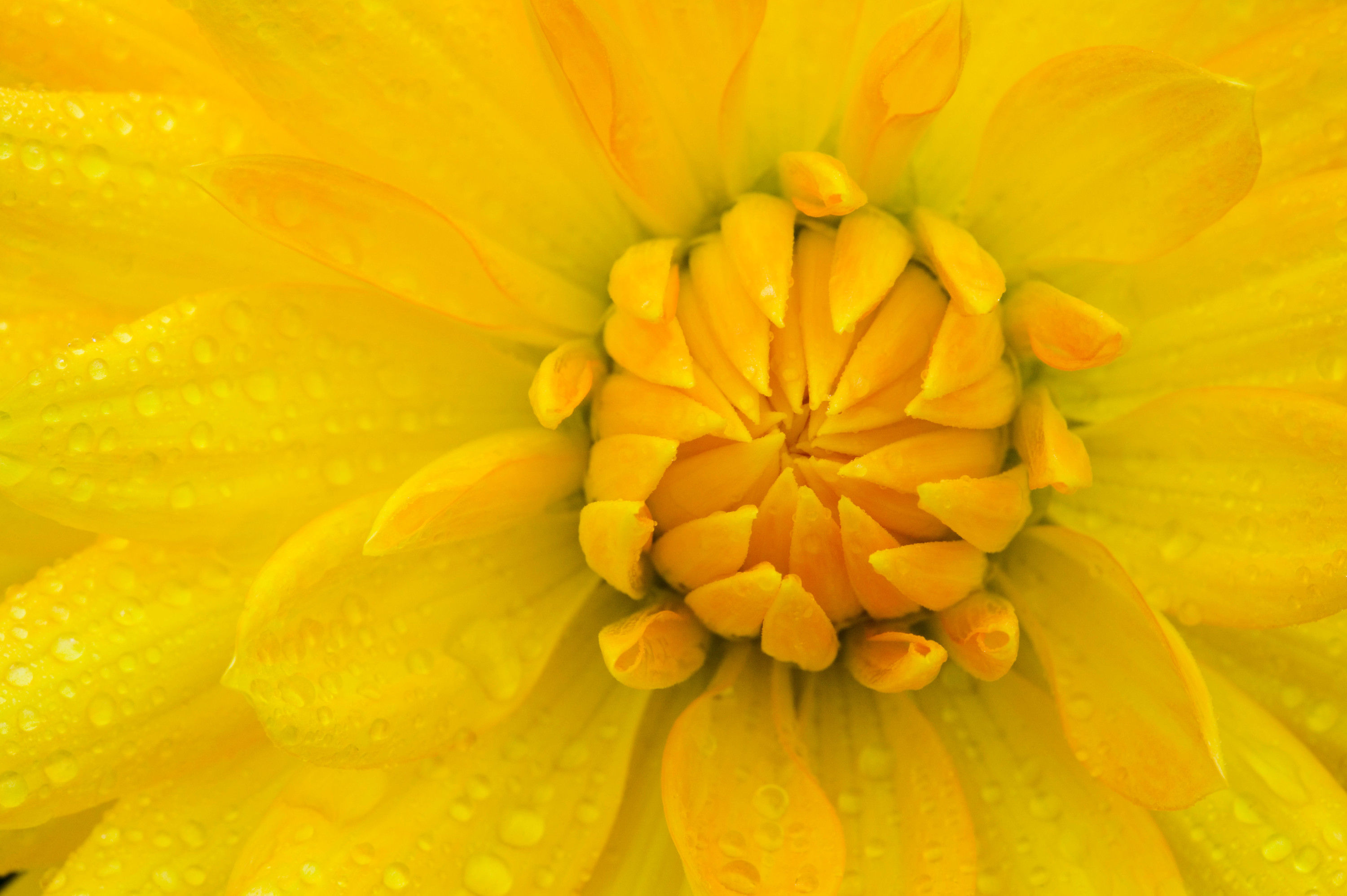 BT Flowers Yellow No. 42-21798738