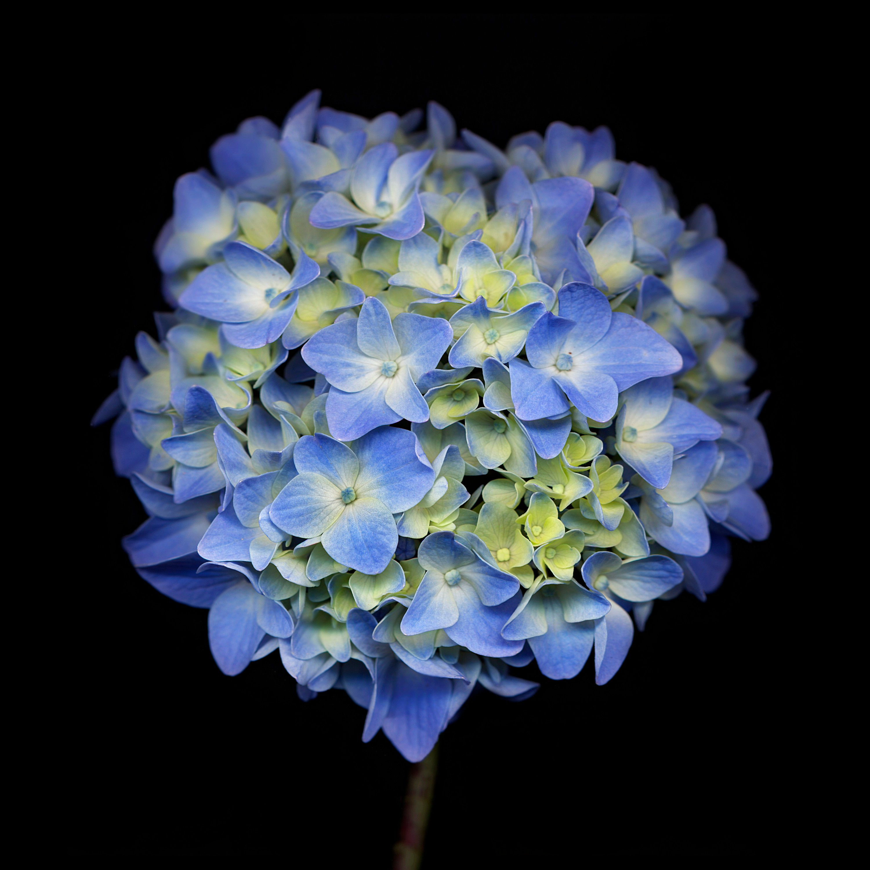 BT Flowers on Black Nr.: 42-27362279