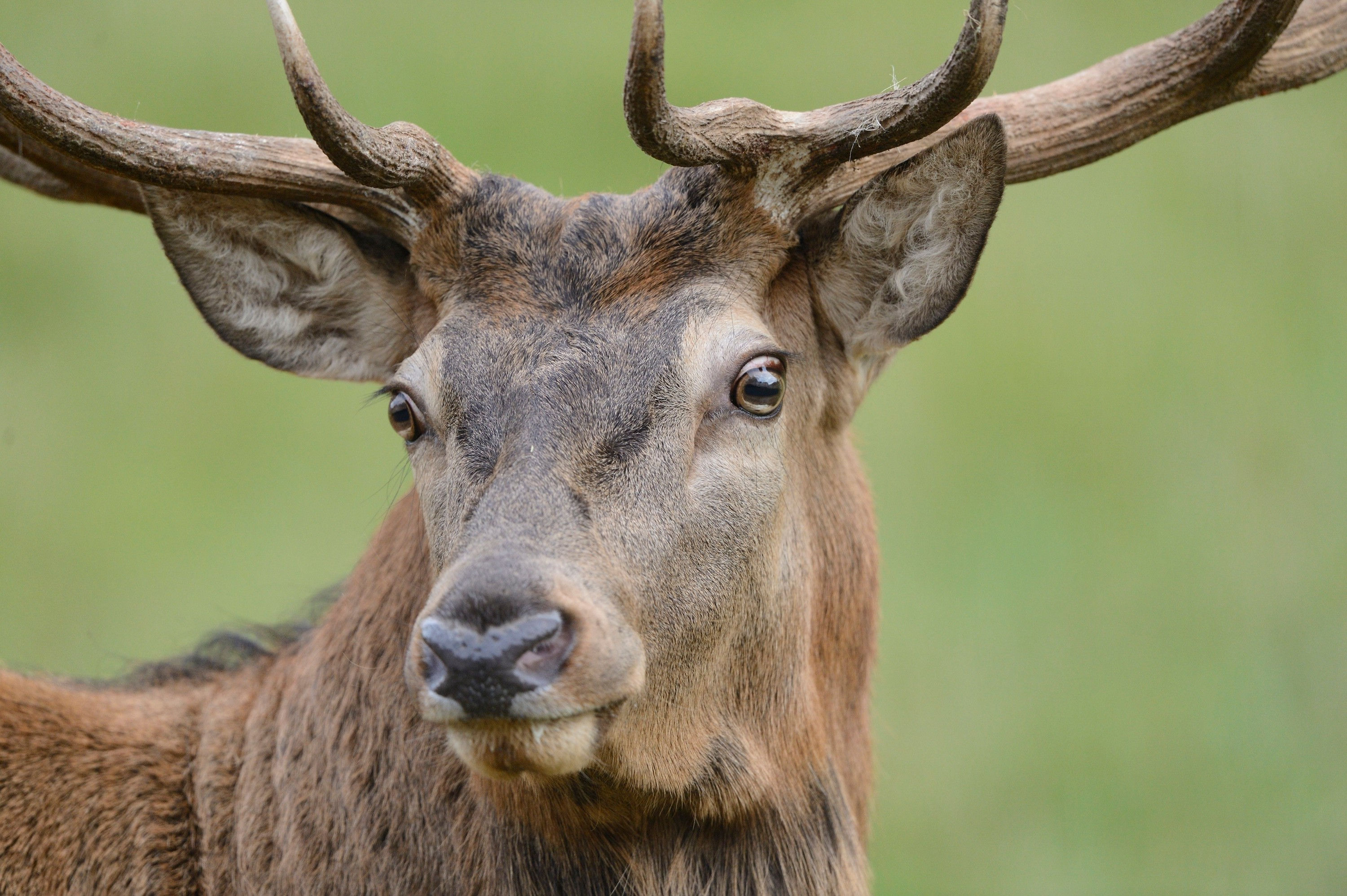 BT Hirsch Nr. 7632180