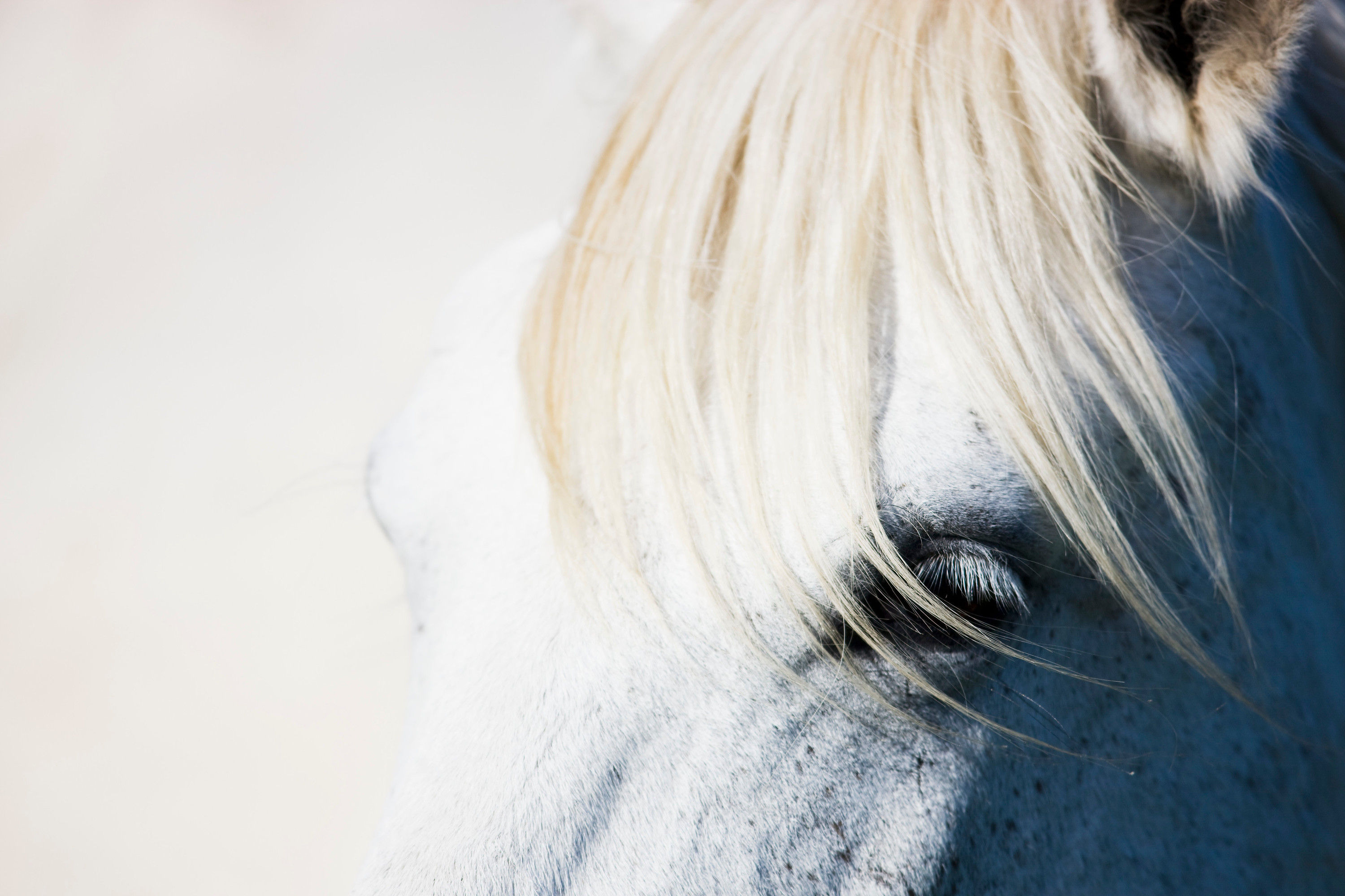 BT Horse Nr. 42-22993743