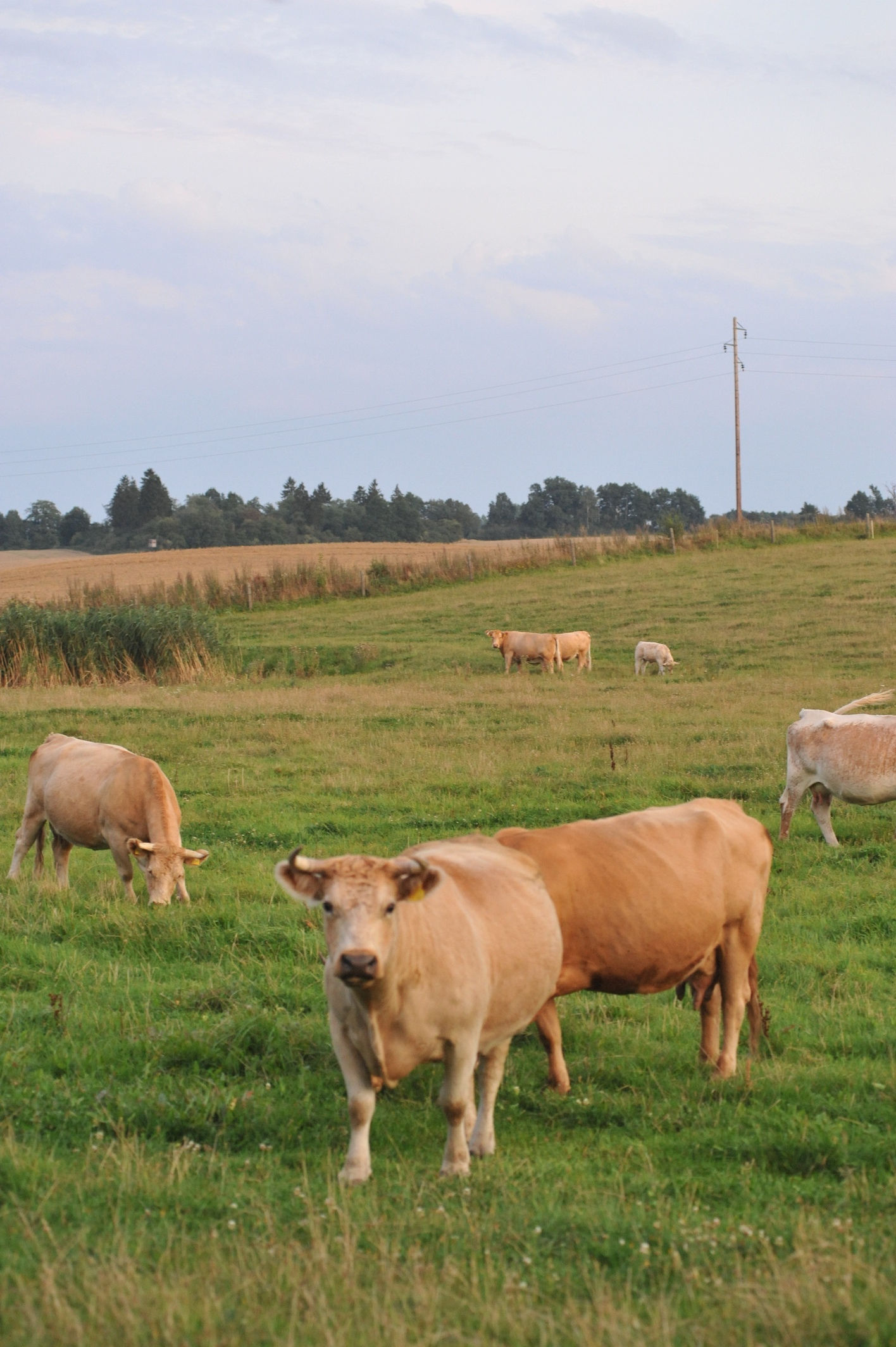 Cow No. 90
