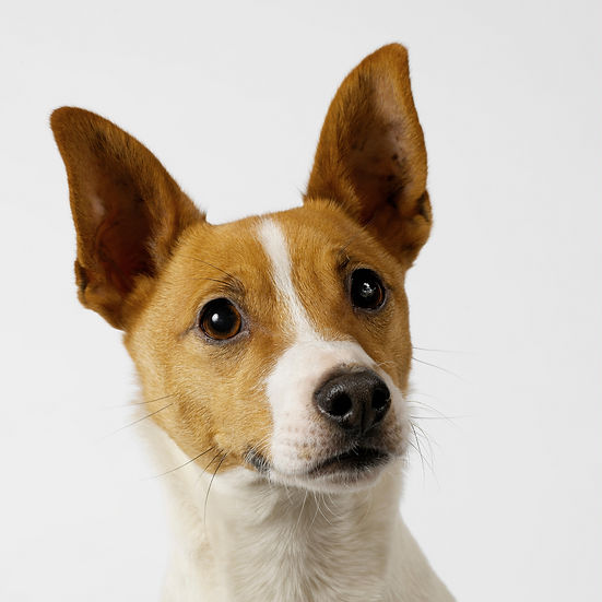 BT Dogs Nr. 42-51118275
