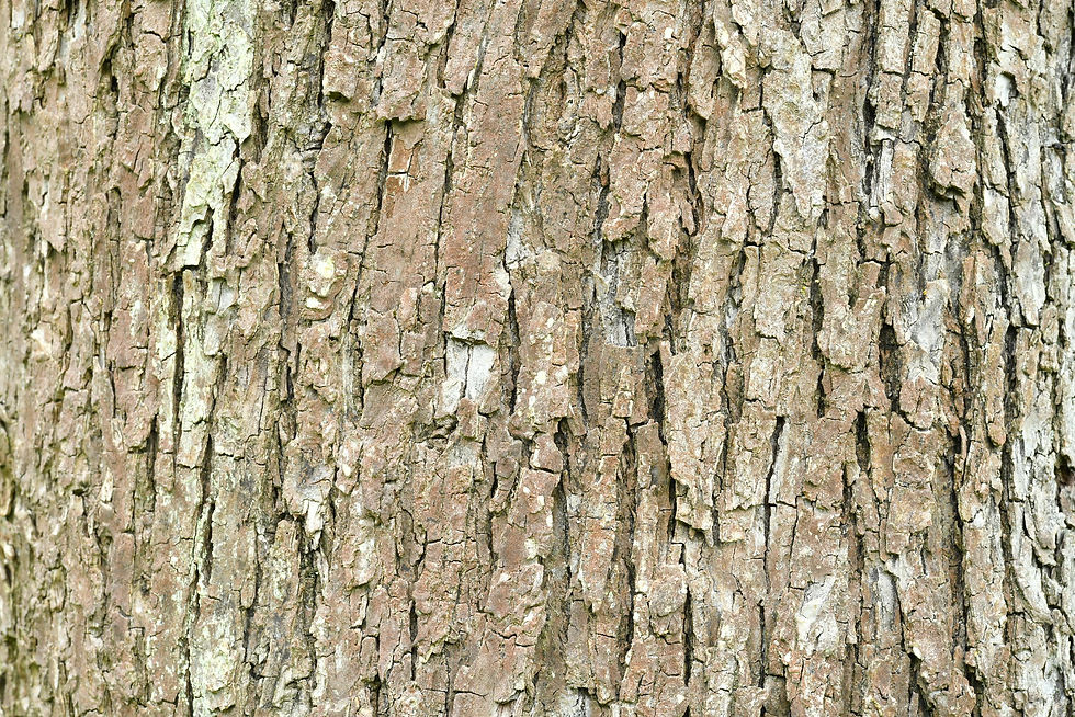 Baumrinde / Bark No. 12