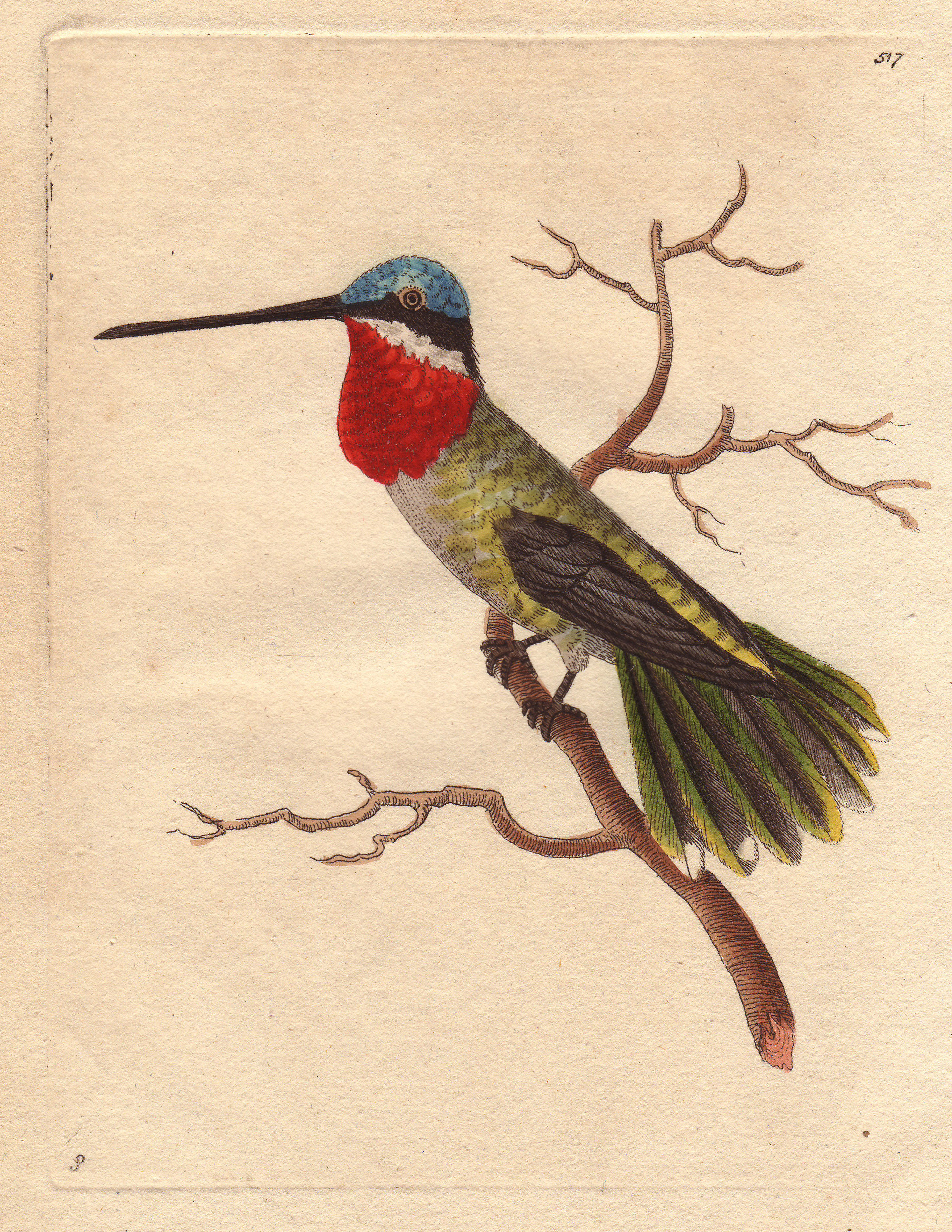 Vögel - Illustration #35 by © Corbis/© Corbis.  All Rights Reserved.