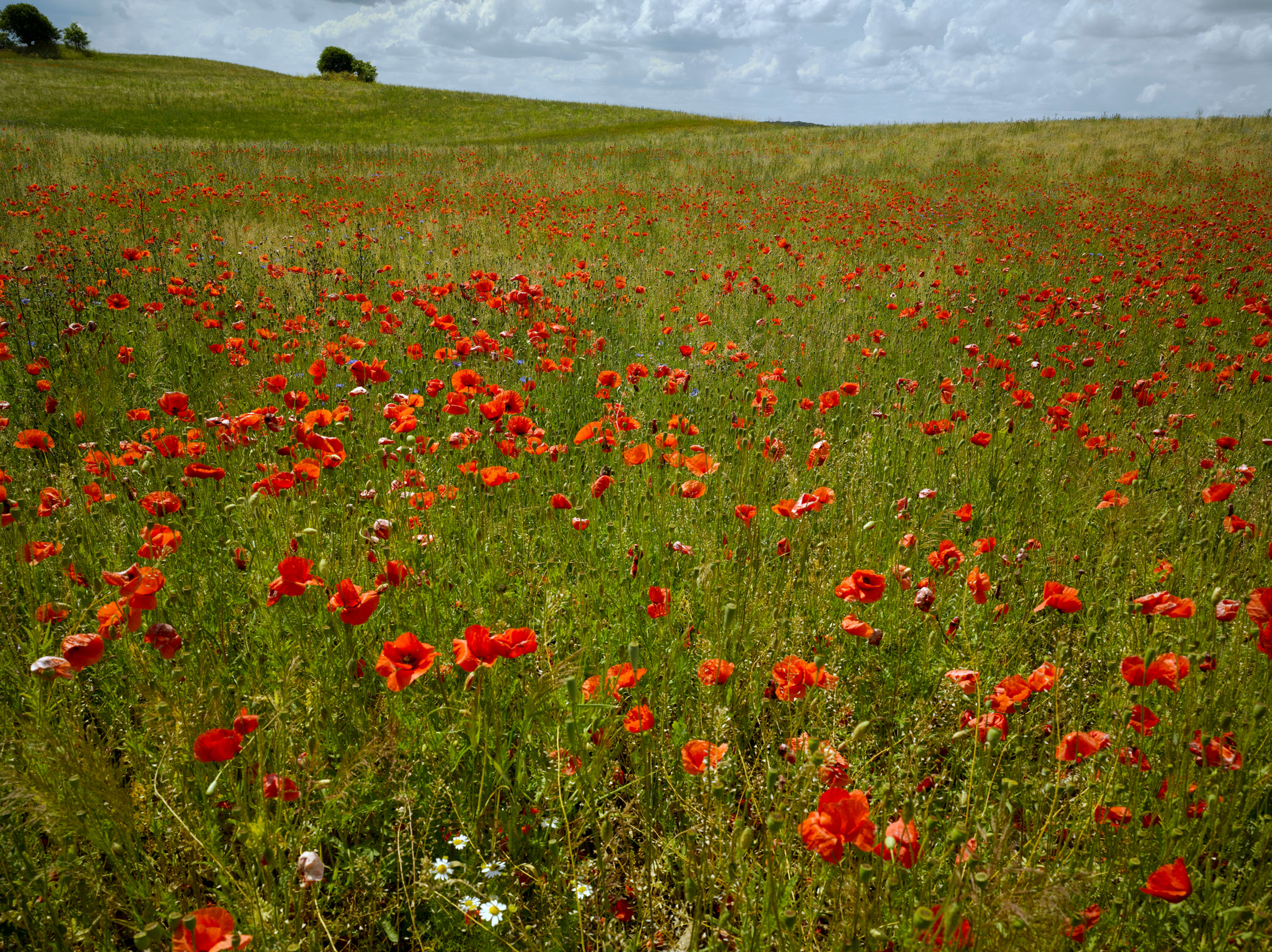 Mohn No. 21