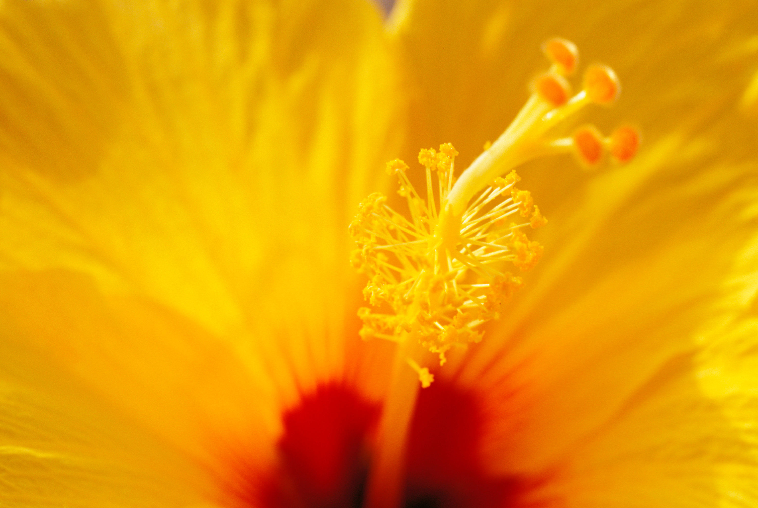 BT Flowers Orange No. 42-33771778