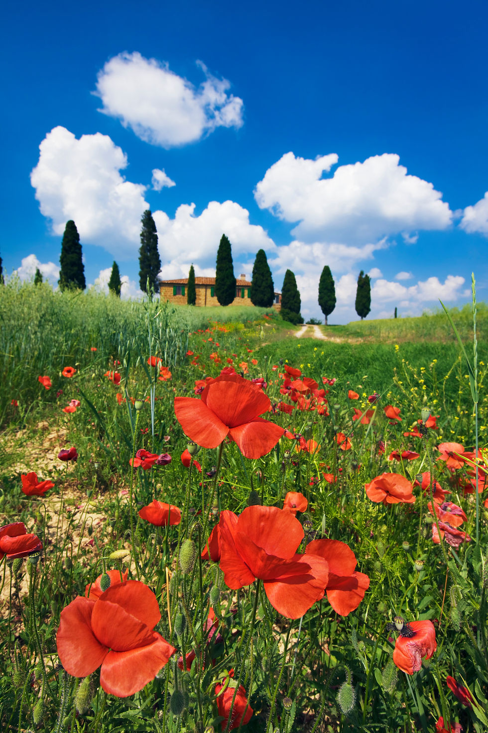 Thumbnail: BT_TOSCANA Nr.  42-27732778