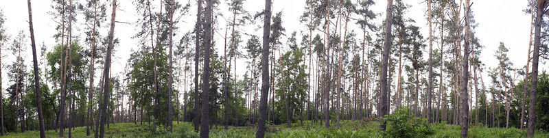 Wald Giga Panorama UHD No. 23