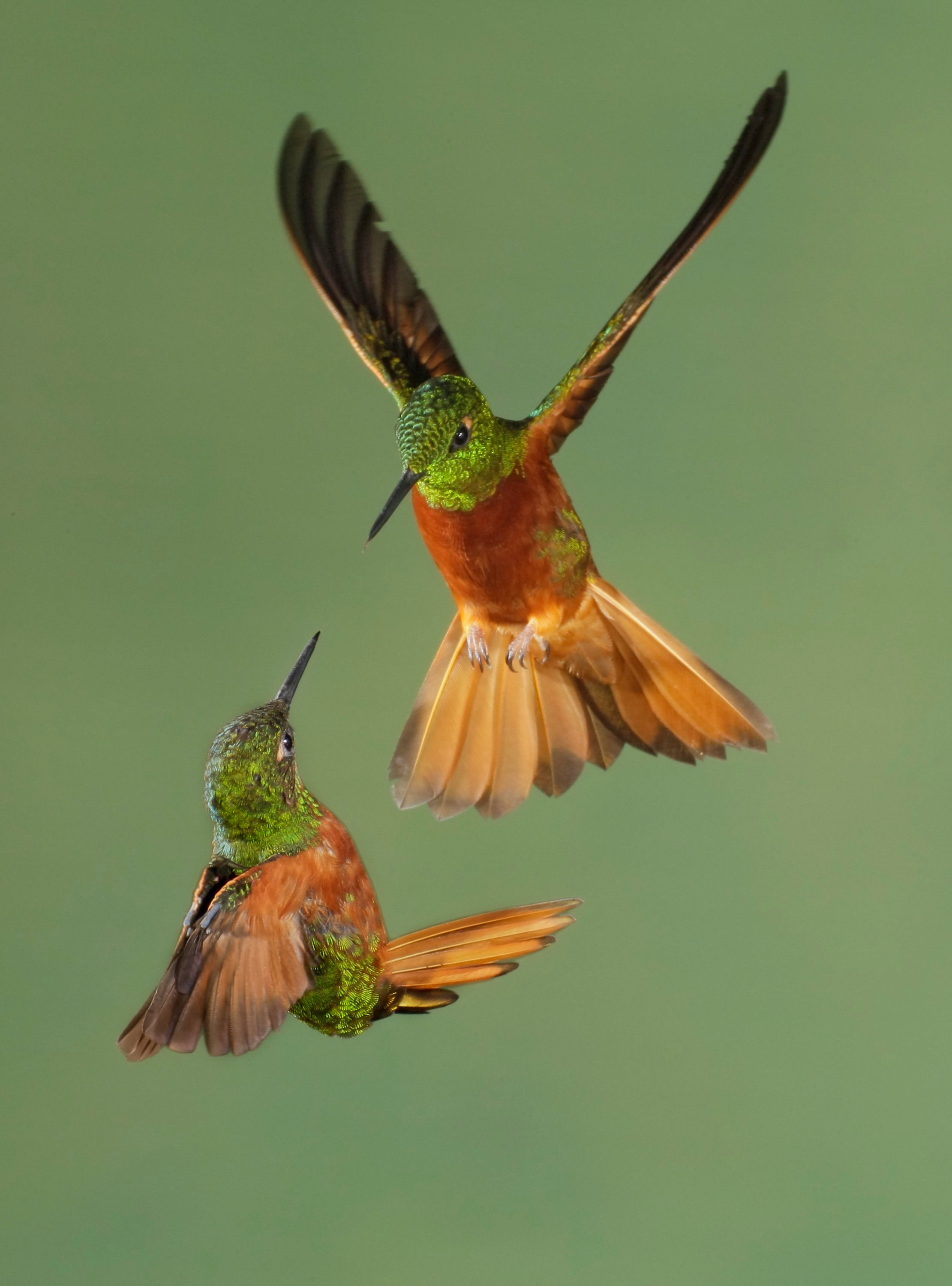 BT Kolibri Nr. 42-22796139