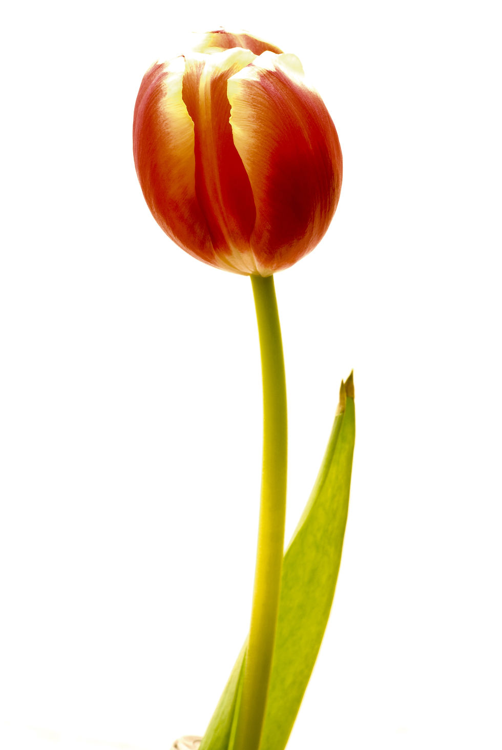 Tulpenfeld No. 10