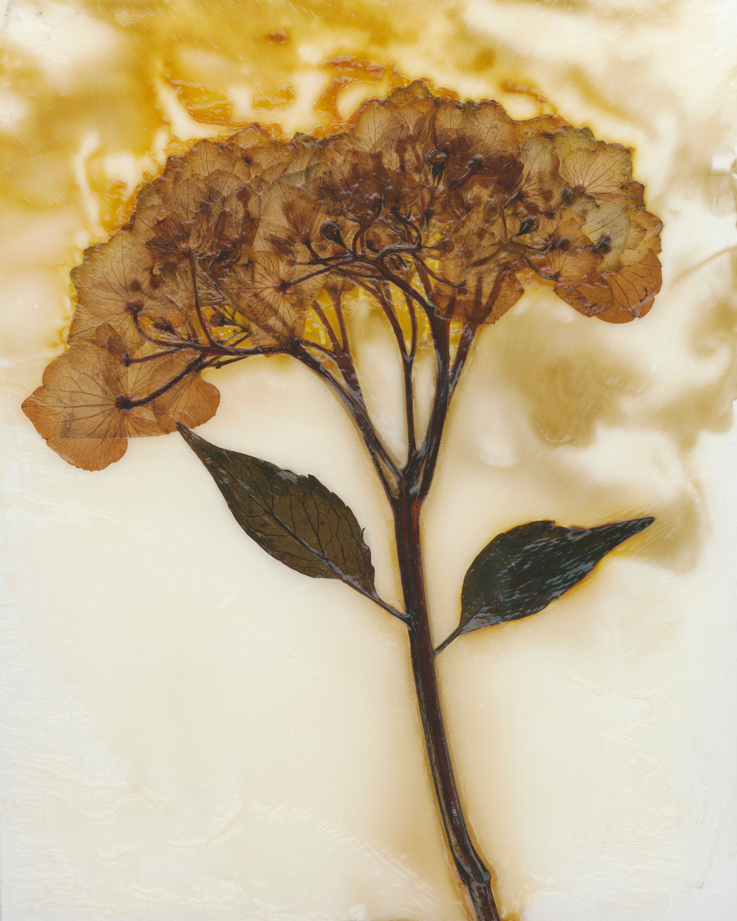Trockenblumen No. 16