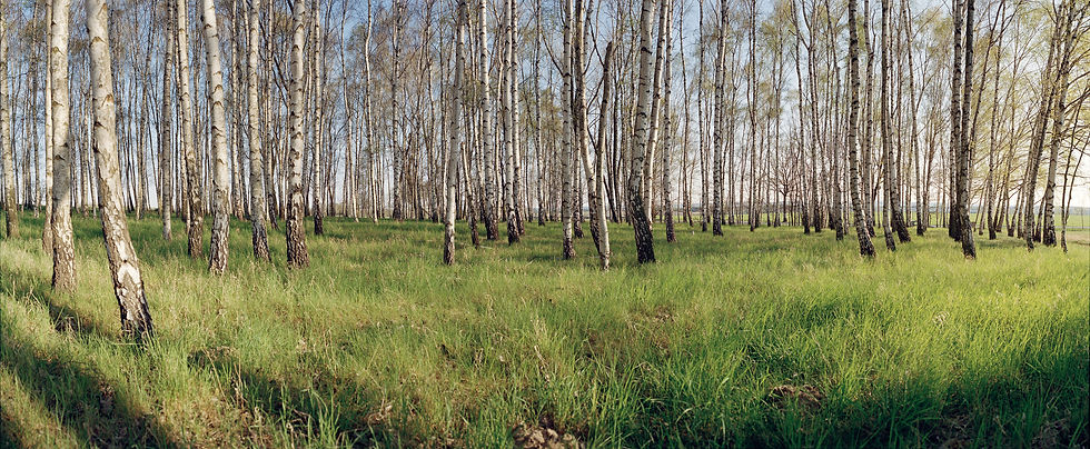 Thumbnail: Birke Panorama No. 18