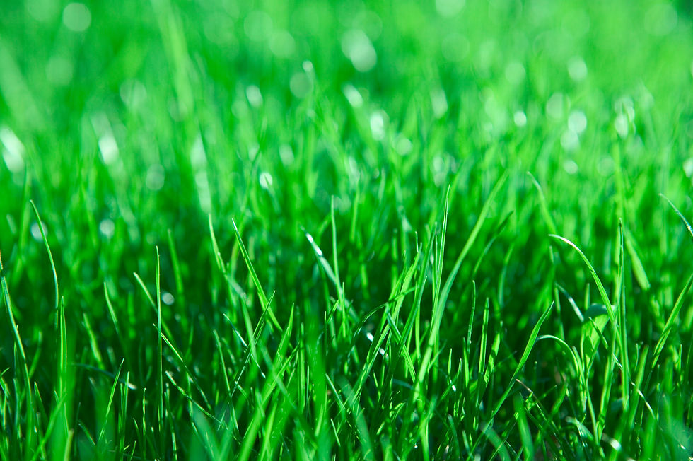Gras III No. 5