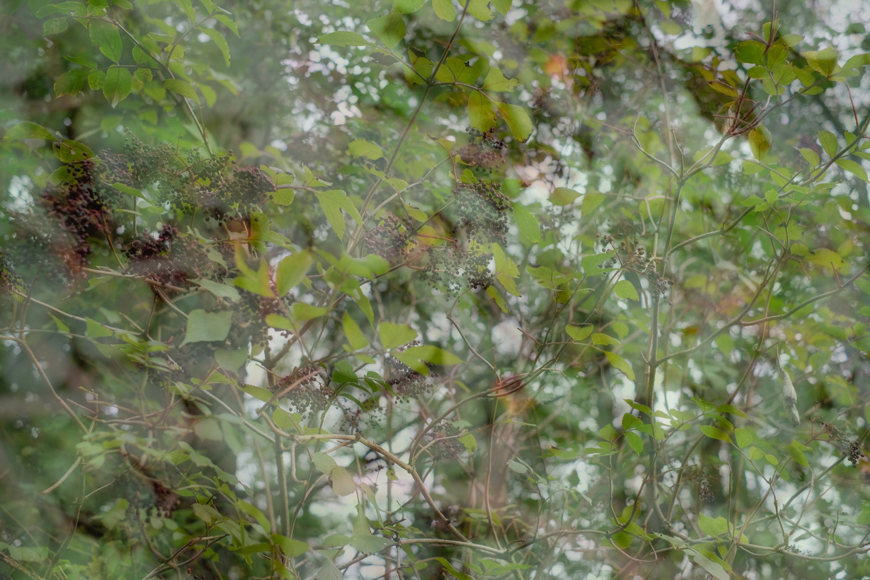 Nature Double No. 25
