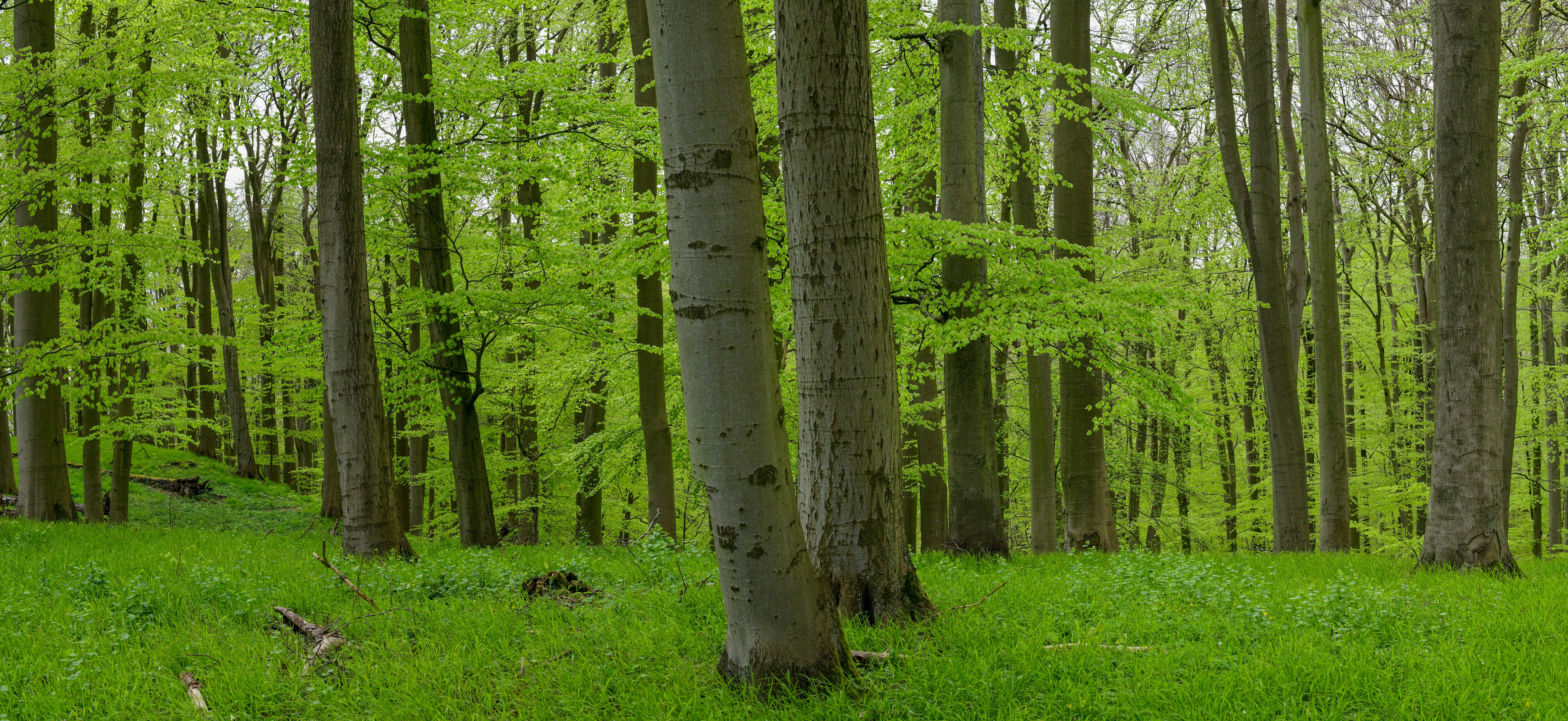 Wald Giga Panorama UHD No. 4