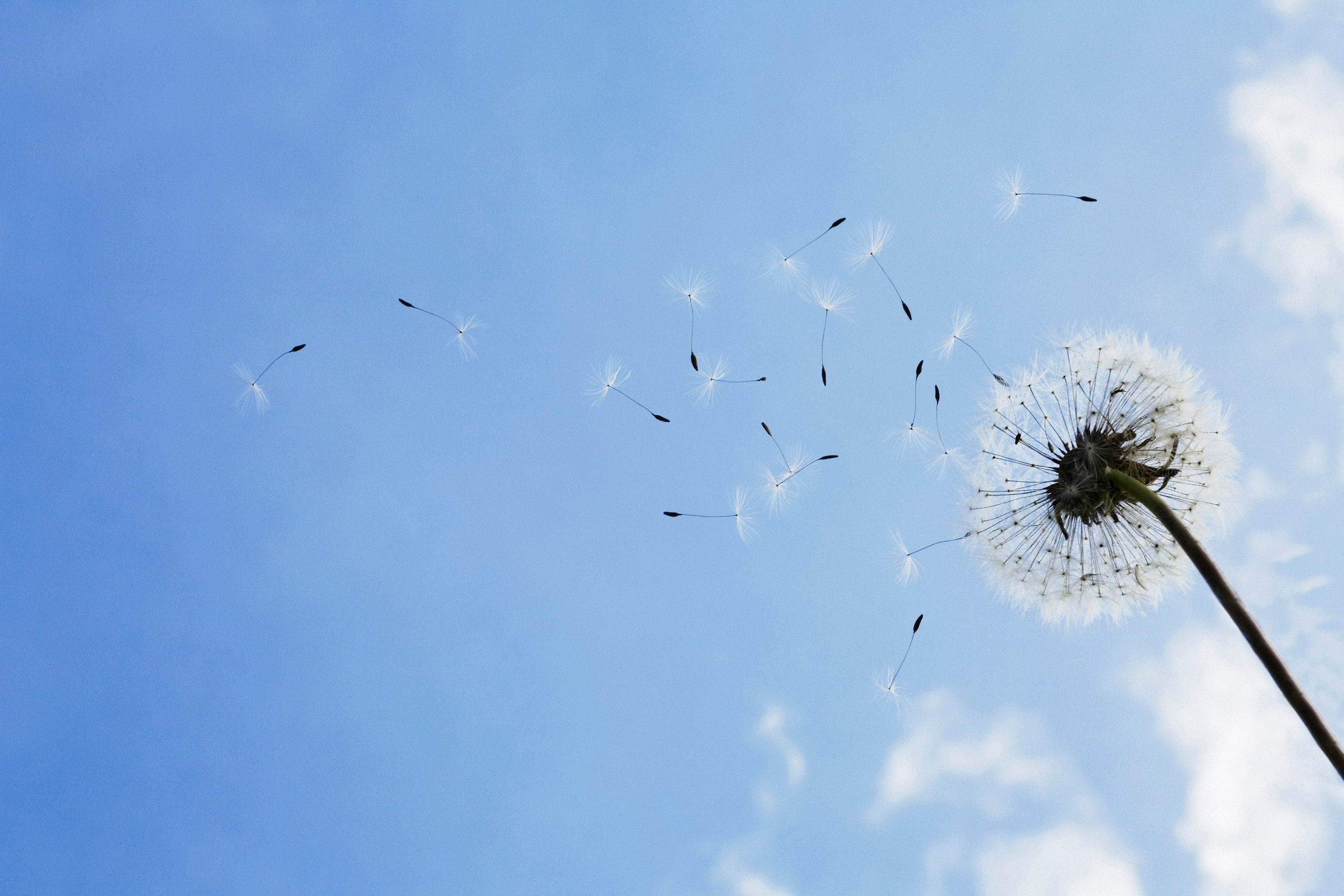 Pusteblume No. 29