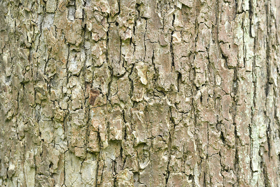 Baumrinde / Bark No. 18