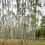 Thumbnail: Birke Panorama No. 1