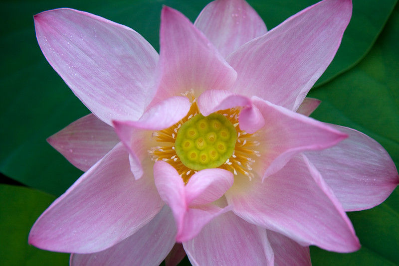 BT Flowers Pink No.
