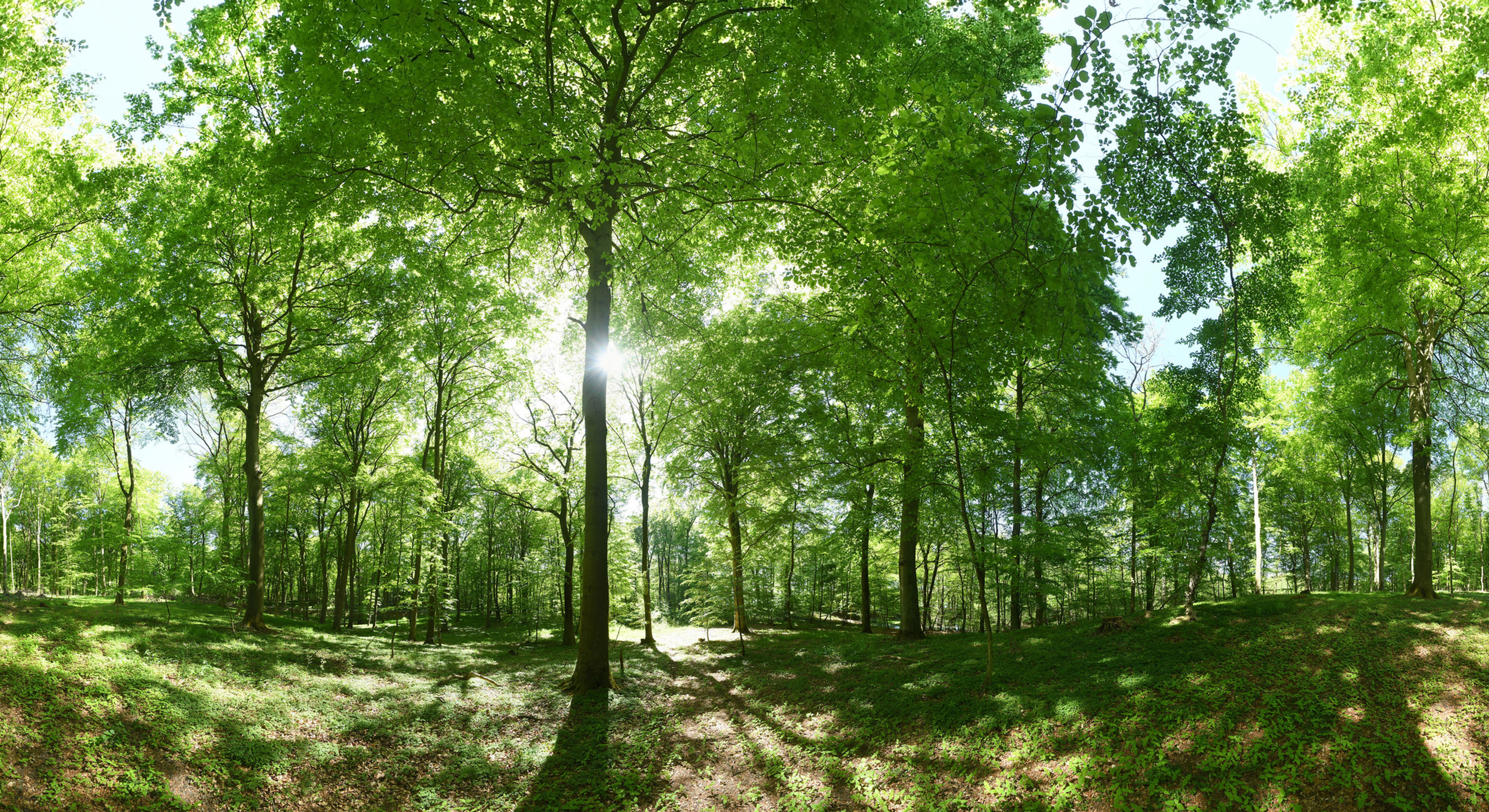 Wald Giga Panorama UHD No. 43