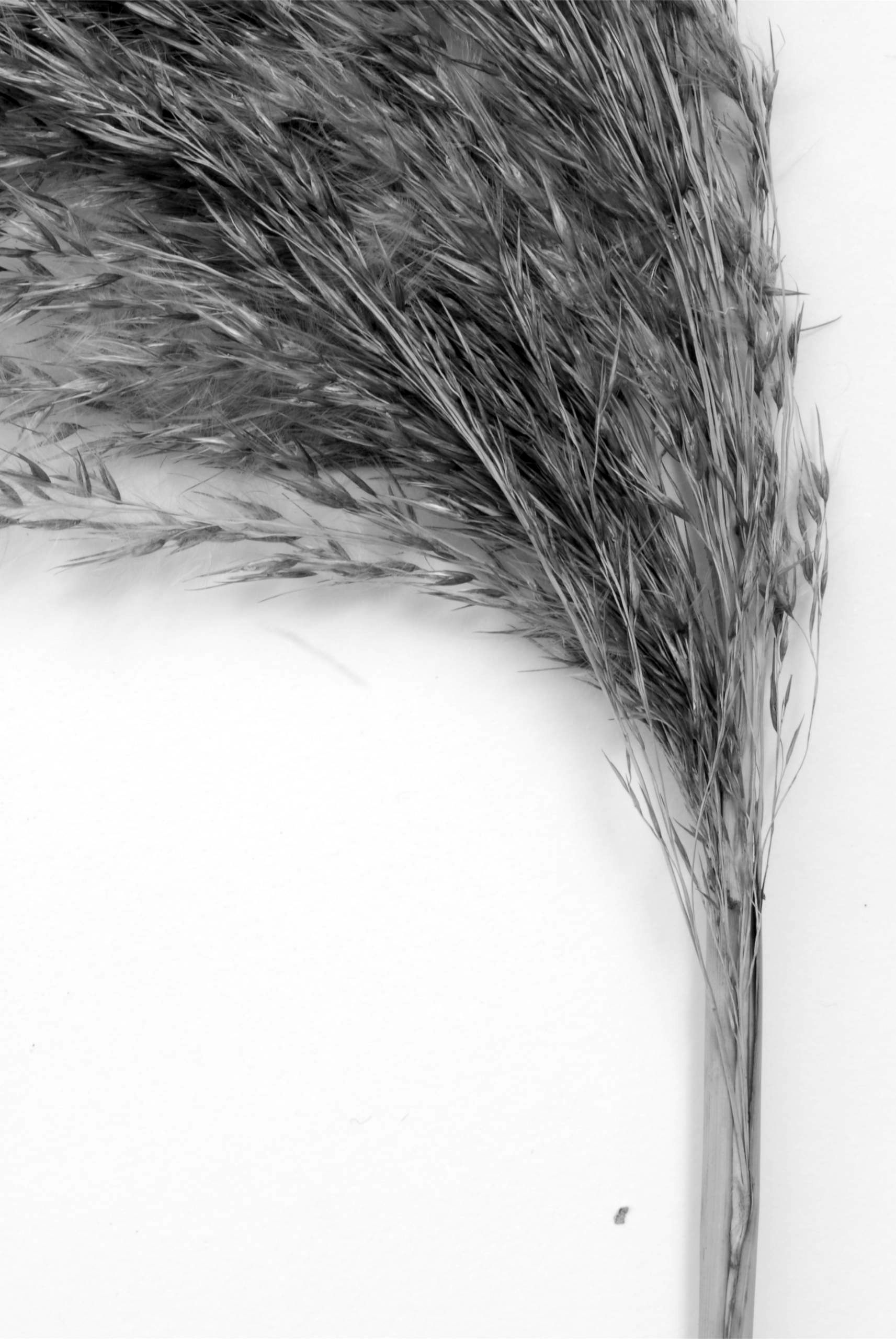 Blossfeld Studien No. 21