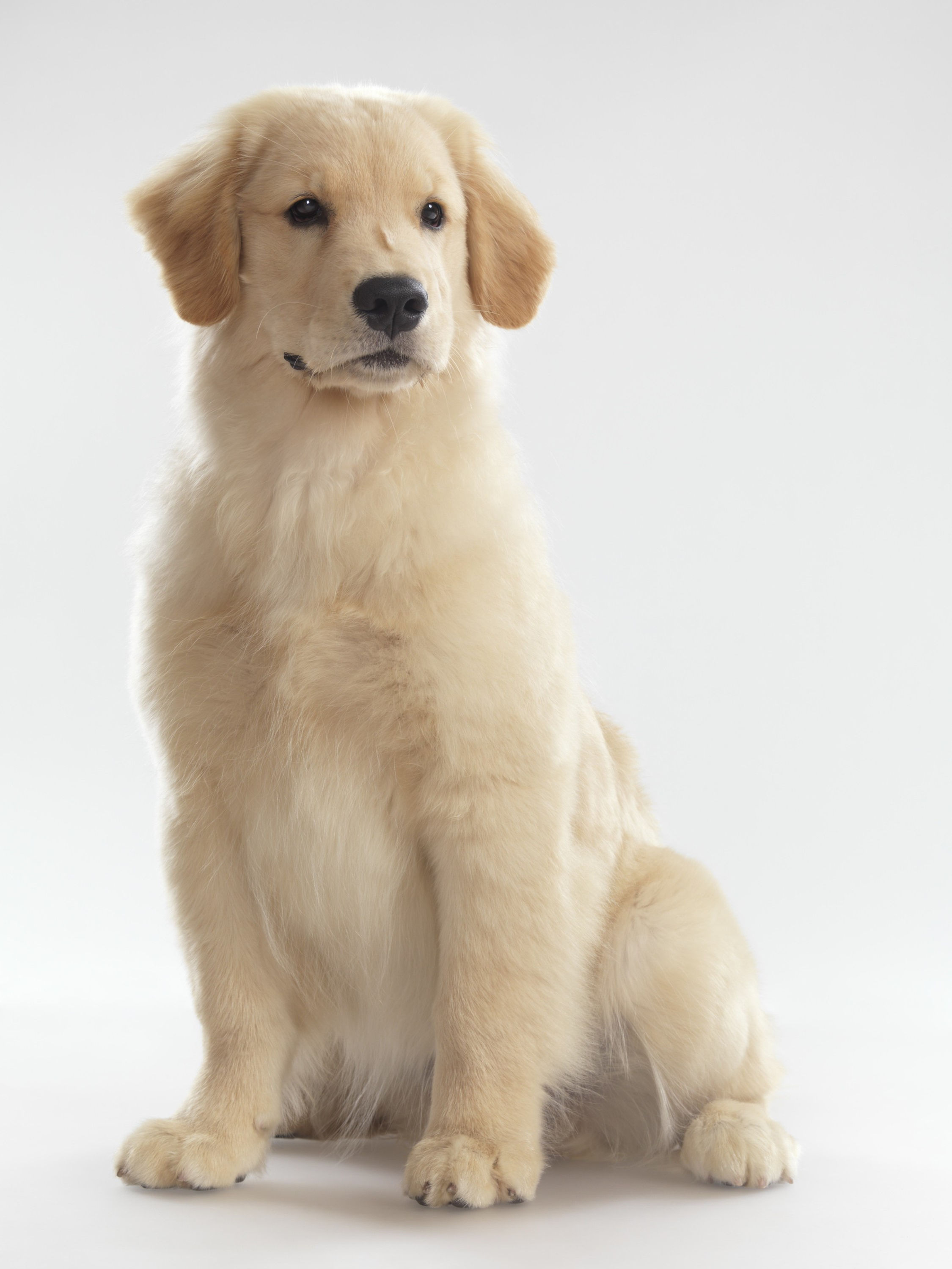 BT Dogs Nr. 42-42880856
