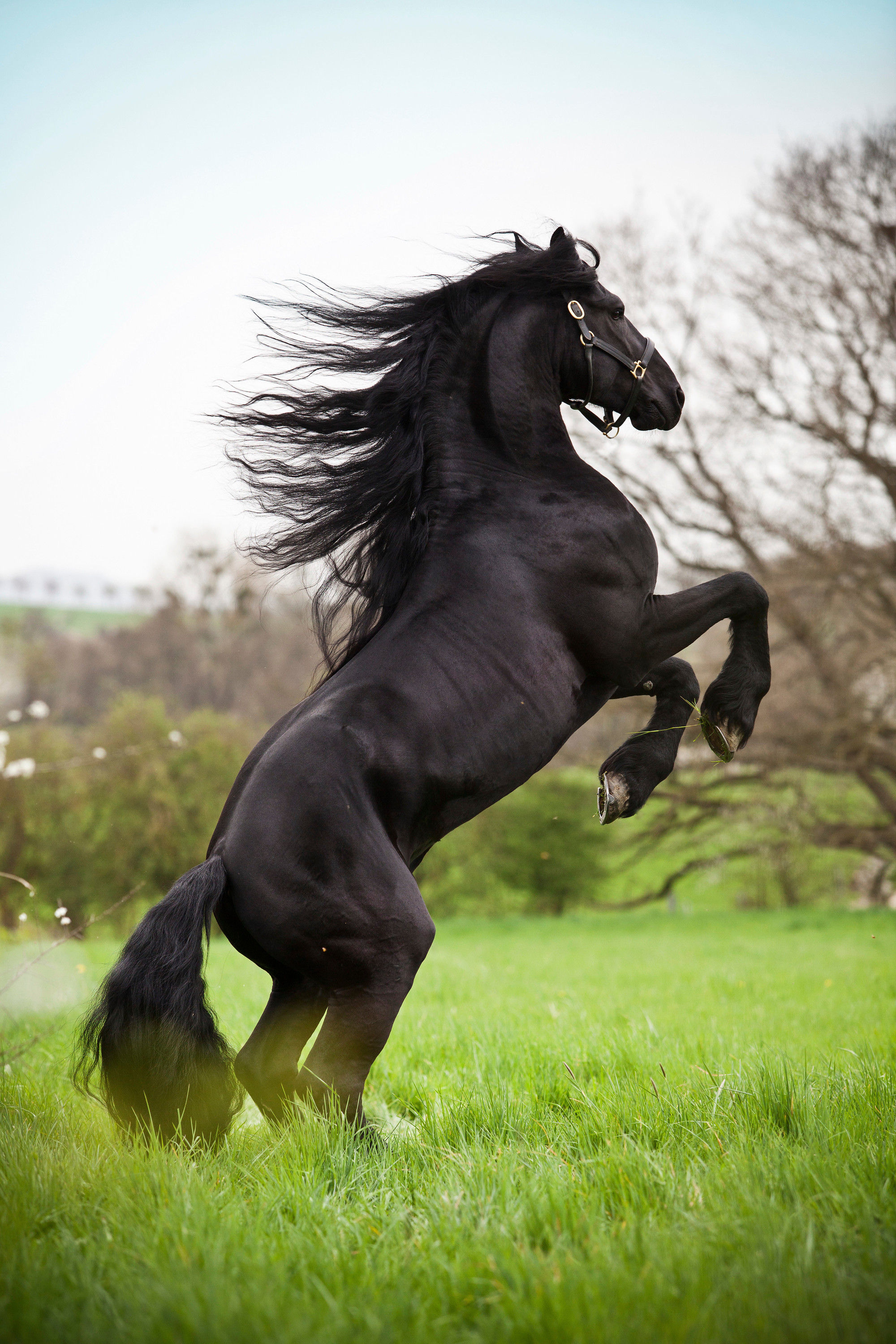 BT Horse Nr.  42-62425388