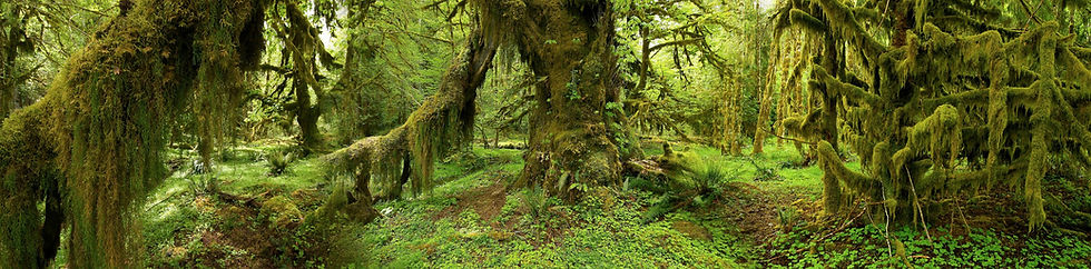 Wald Panorama No. 10