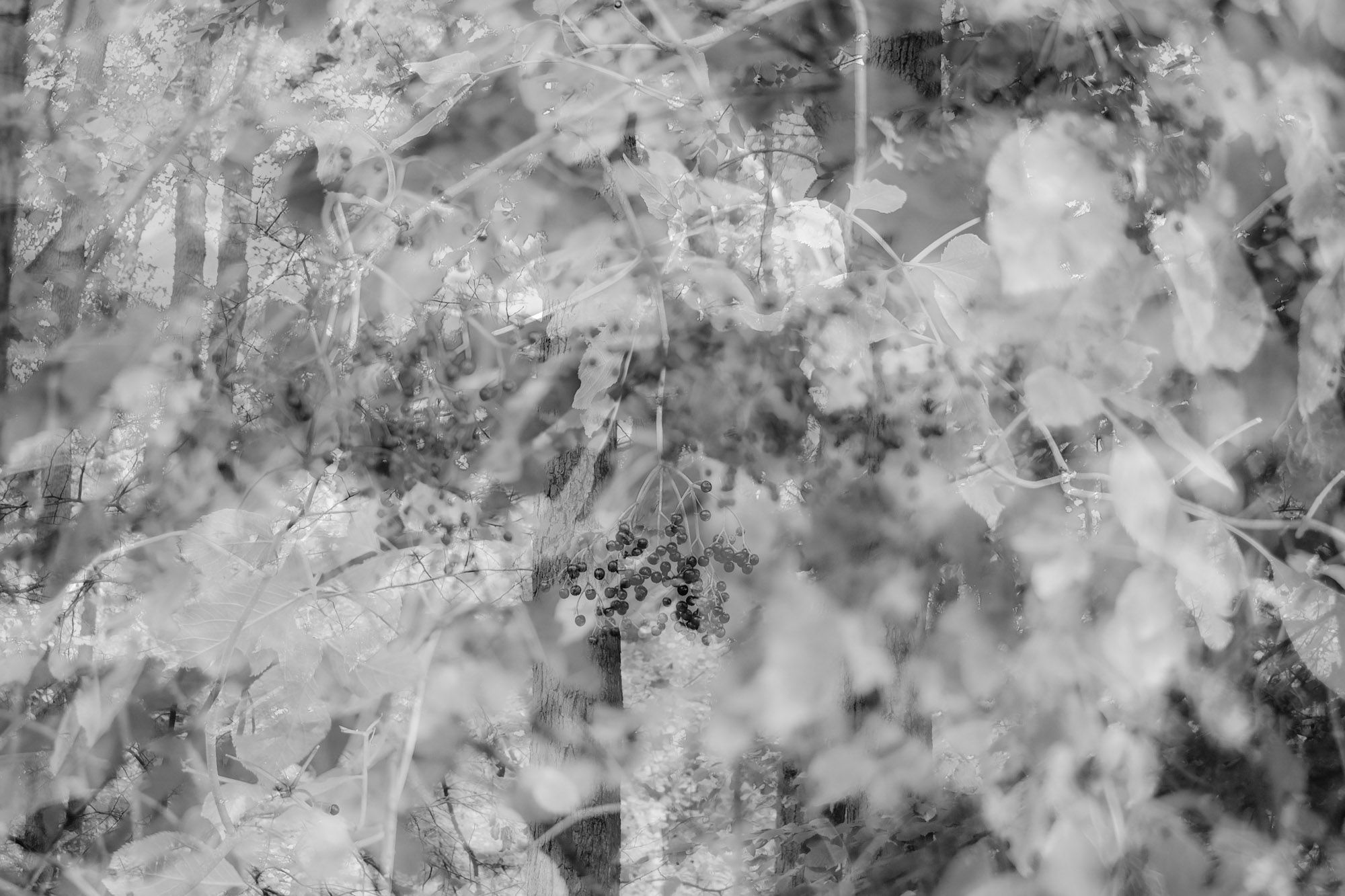 Infrarot Wood No. 16