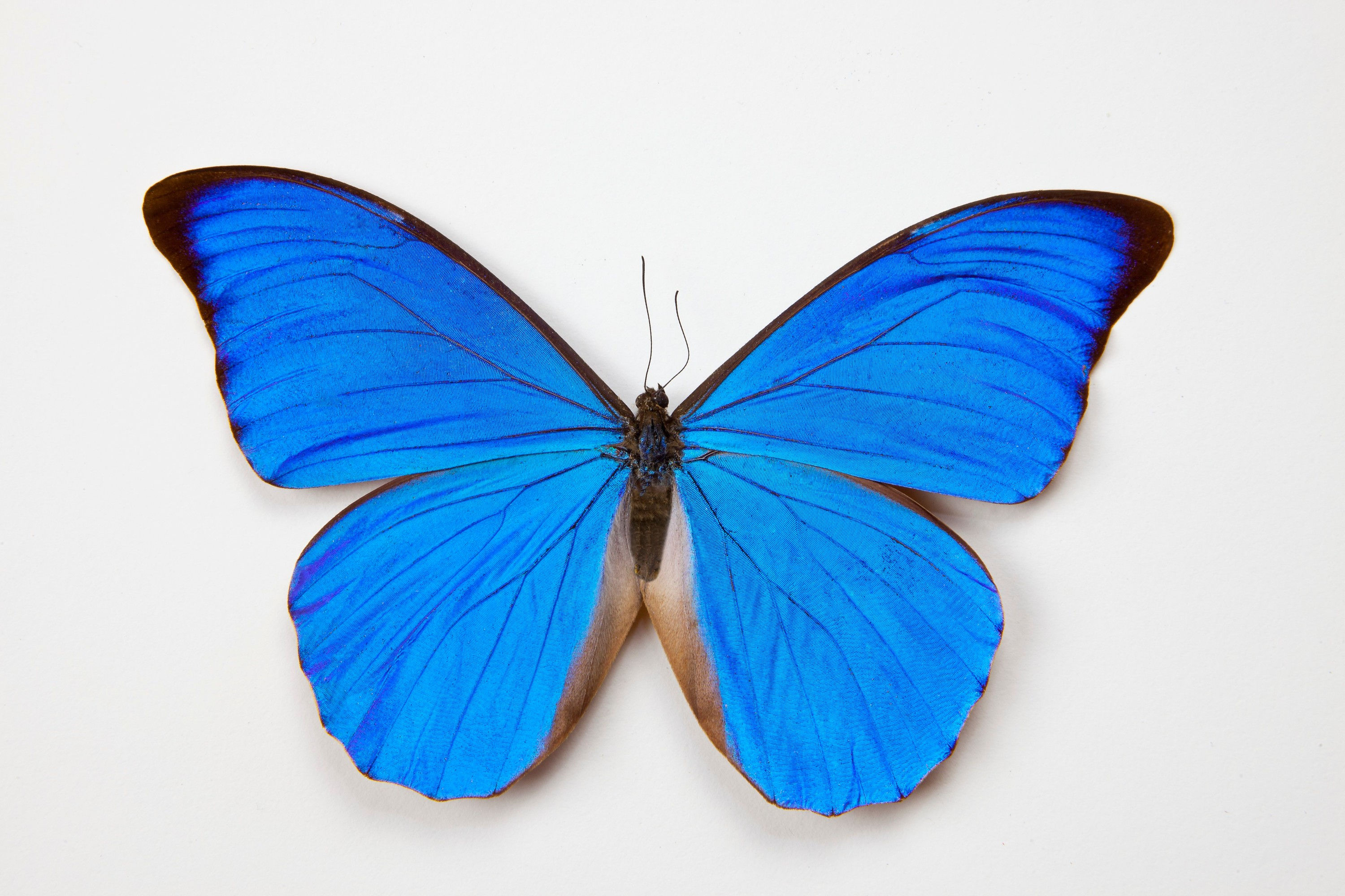 Schmetterlinge #10 by © Corbis/Darrell Gulin