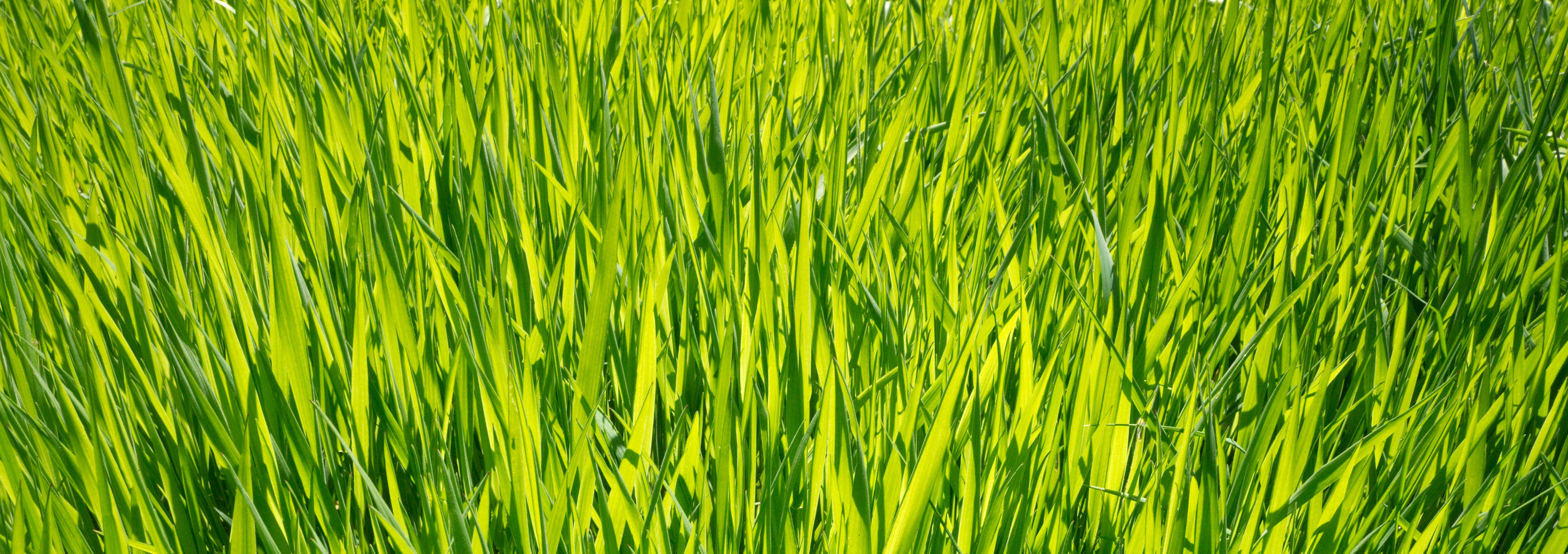 Gras III No. 60