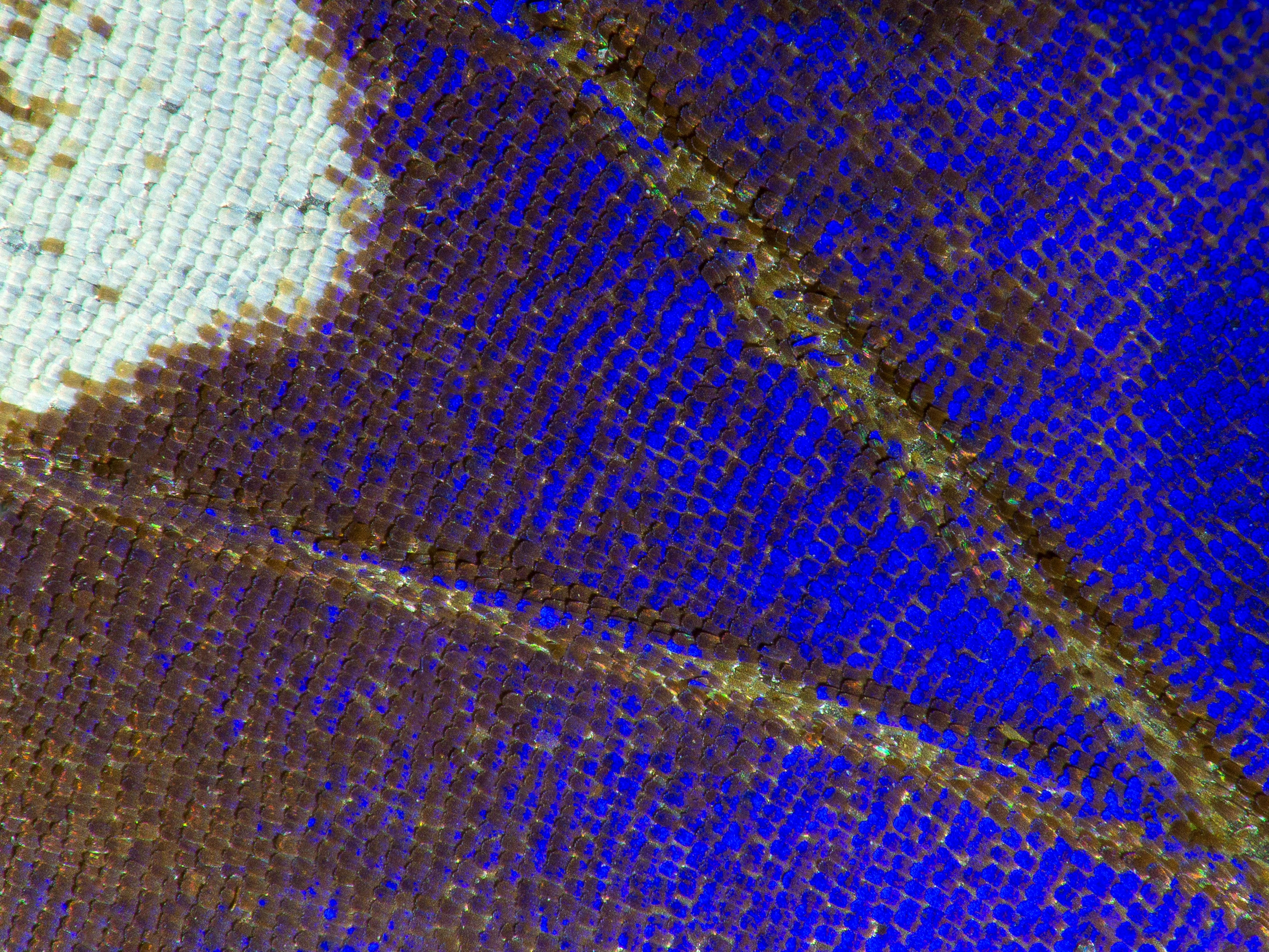 Schmetterlinge #55 by © Corbis/Arik Siegel/ NIS