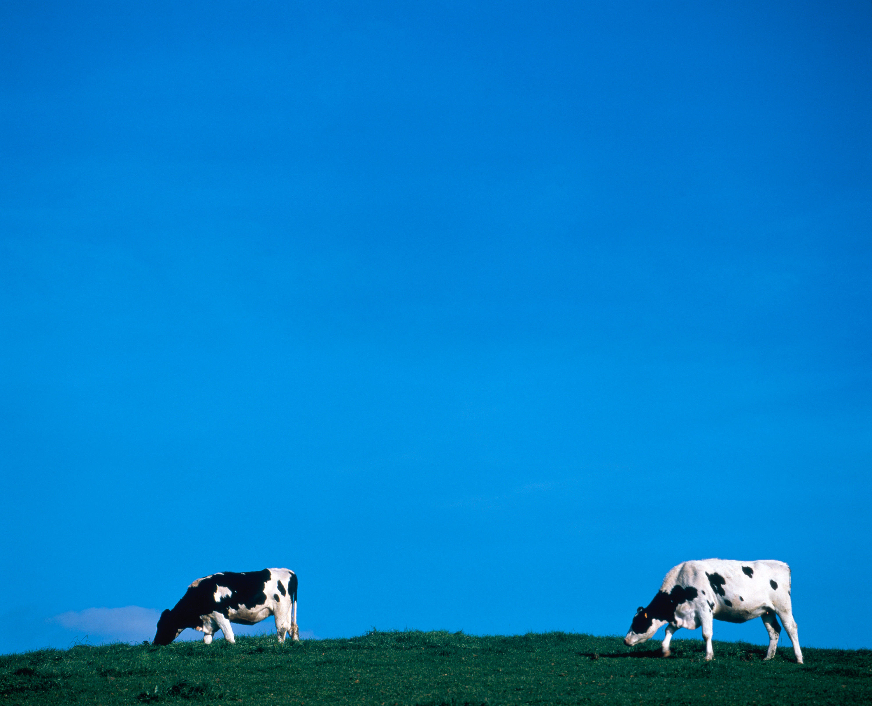 BT Kühe Nr. 42-15348324