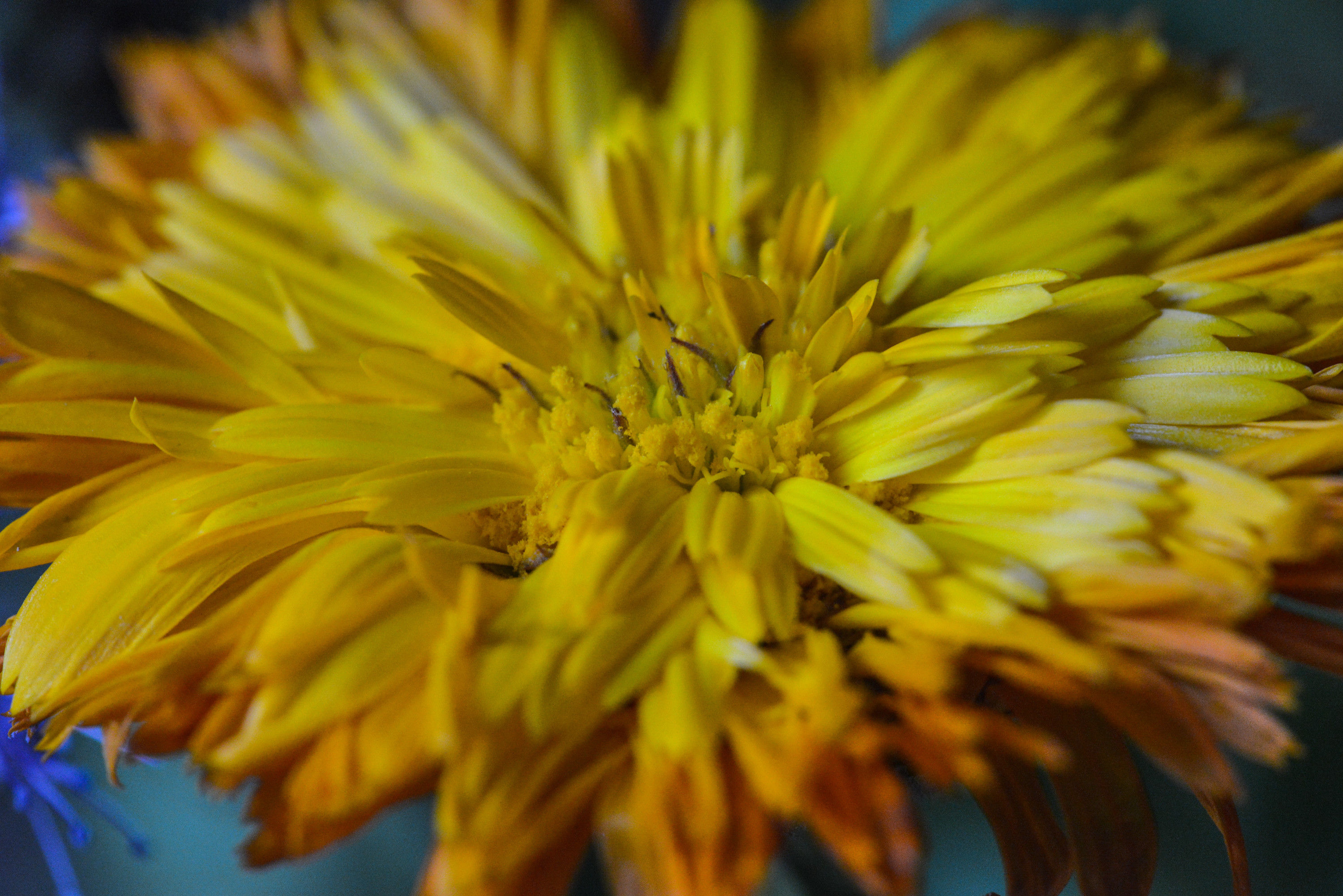 BT Flowers Yellow No.