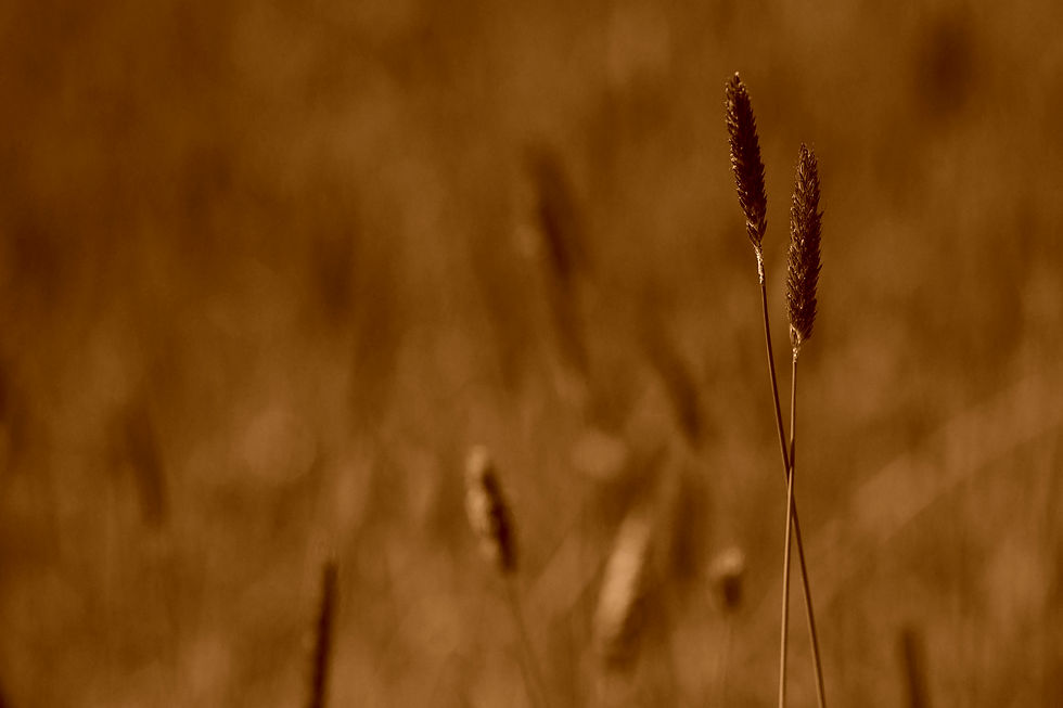 Wiese Sepia No. 09