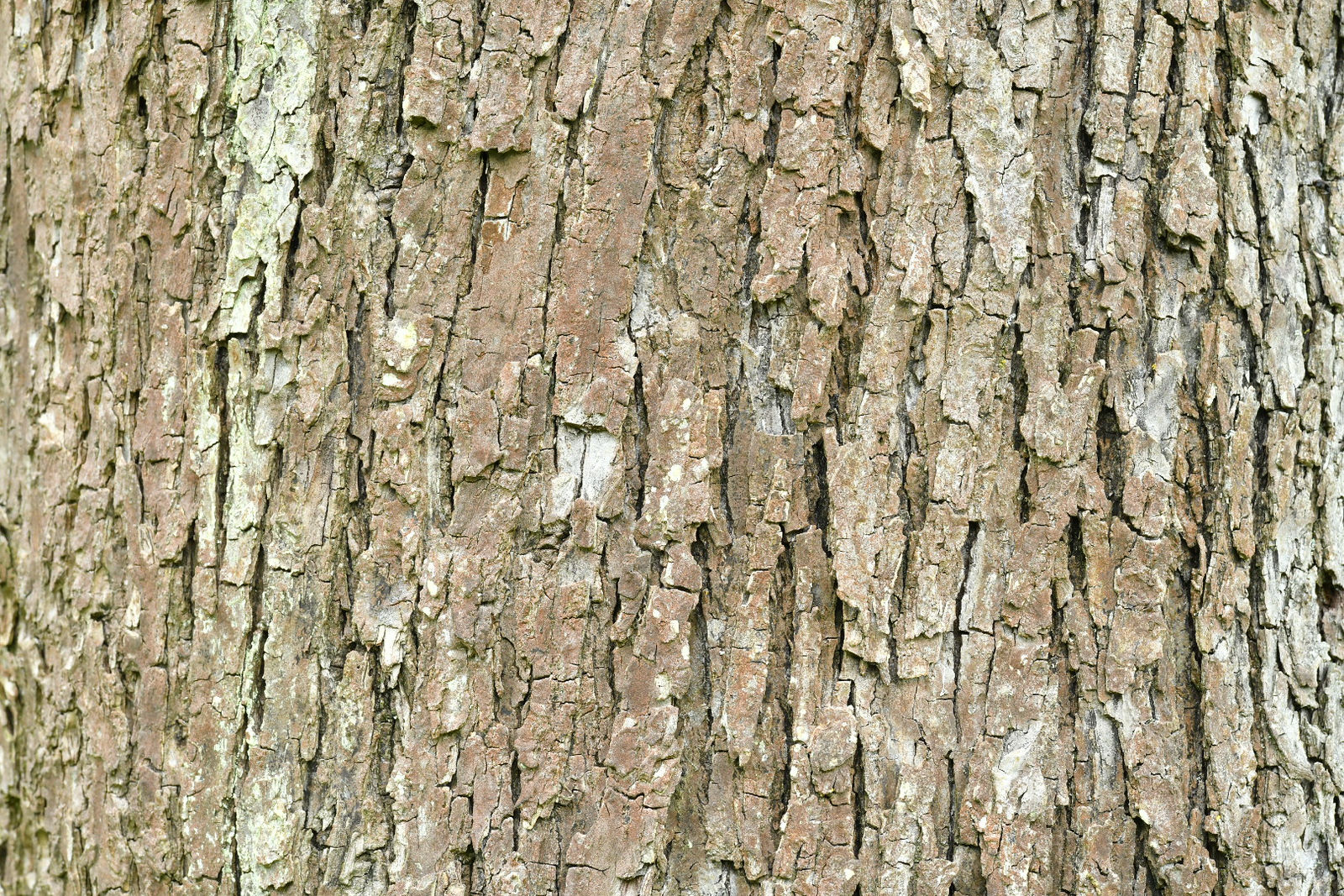Baumrinde / Bark No. 10